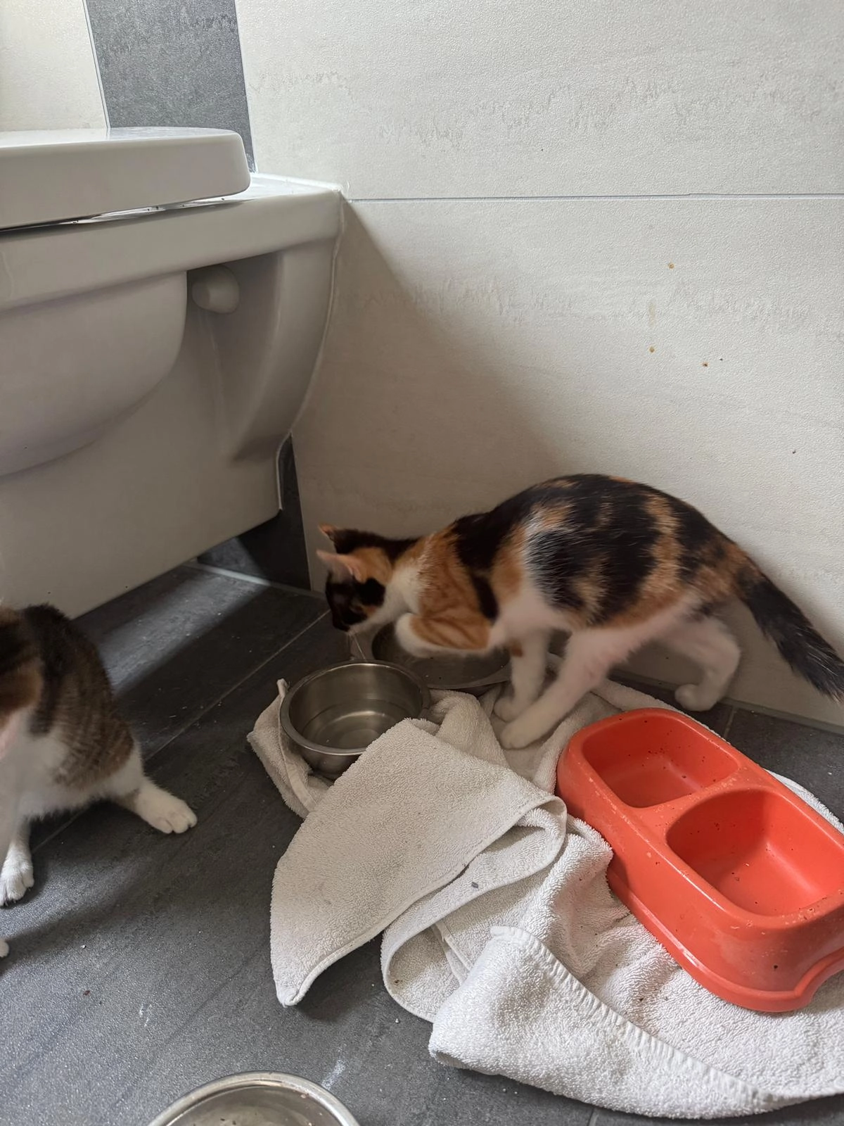 2 Katzen Nova und coco - Schertlinstraße, Augsburg