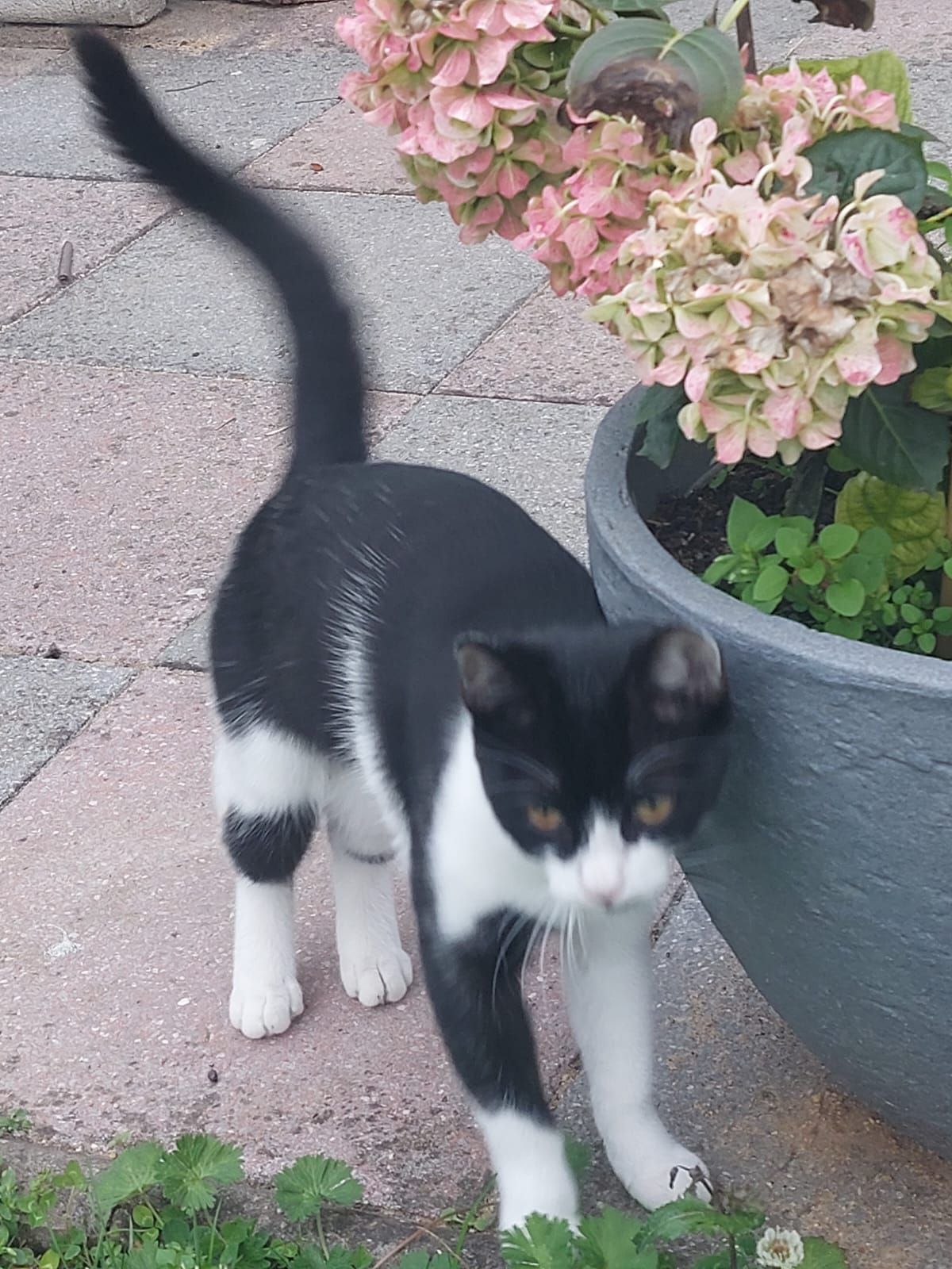 Lilly - Friederikental, Wernigerode