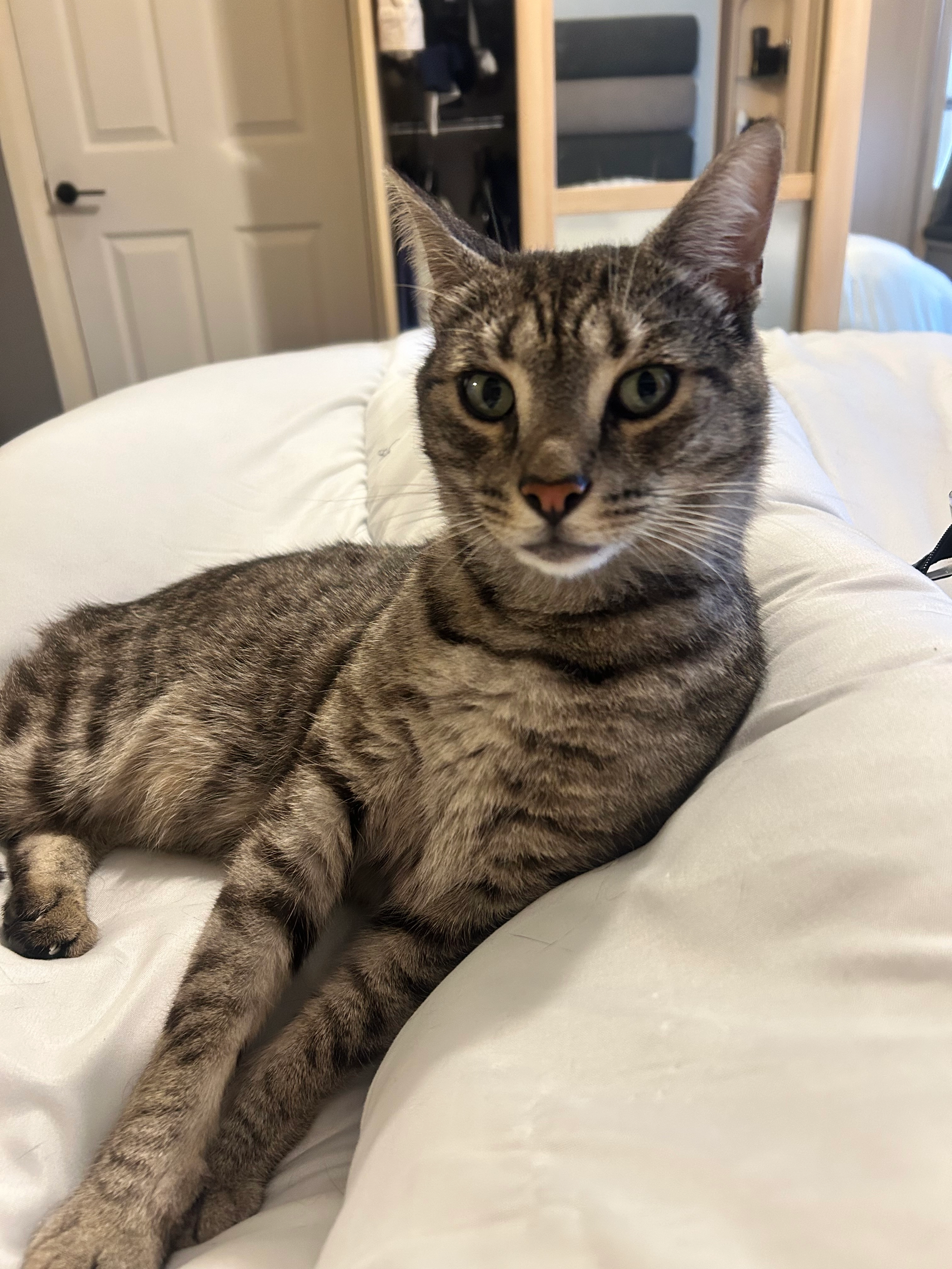 Hunter - Deacon Crescent, Southampton