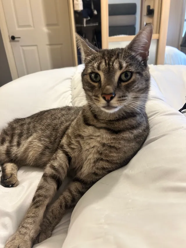 Hunter - Deacon Crescent, Southampton