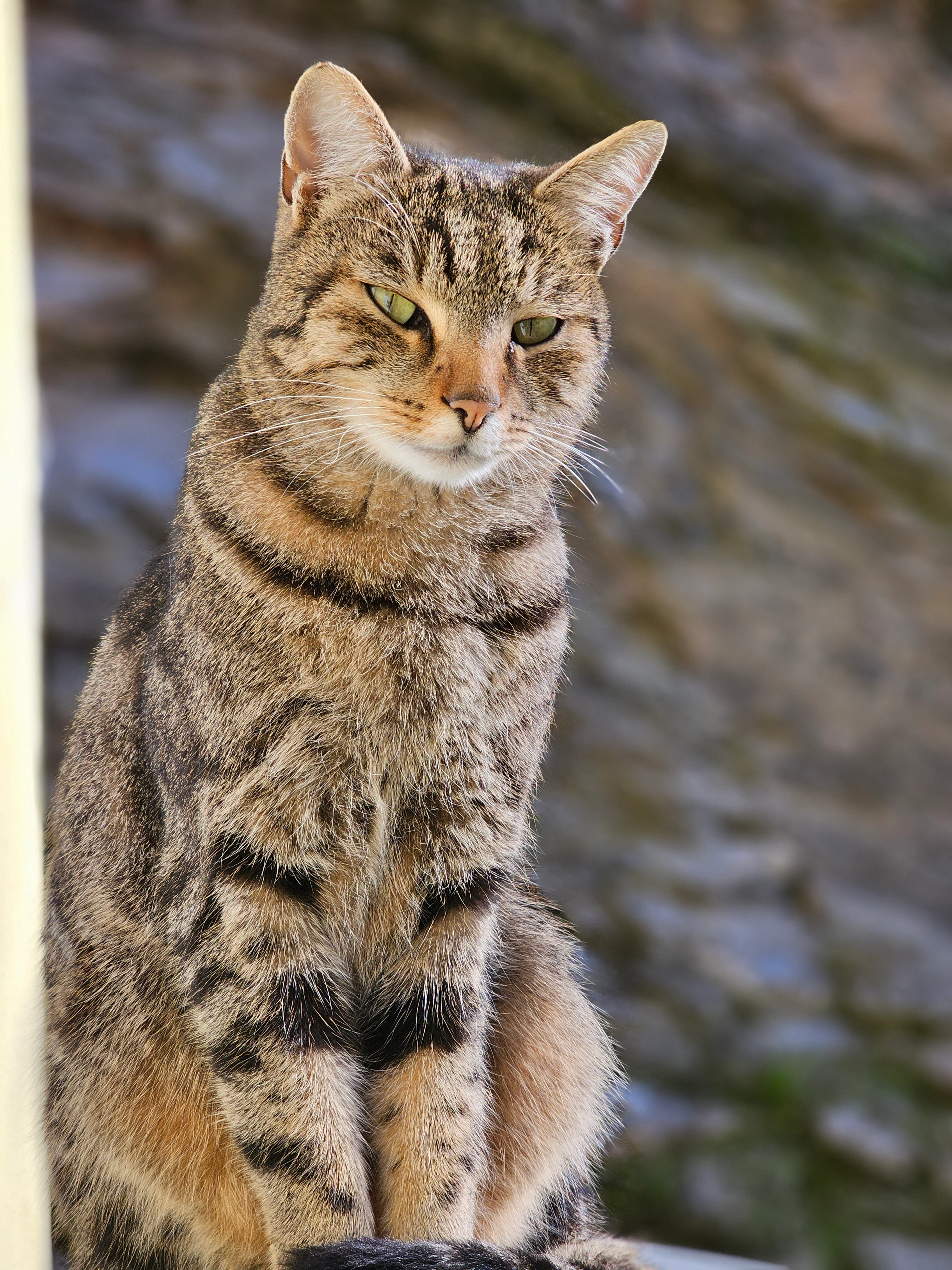 Balu  - 7471, Rechnitz