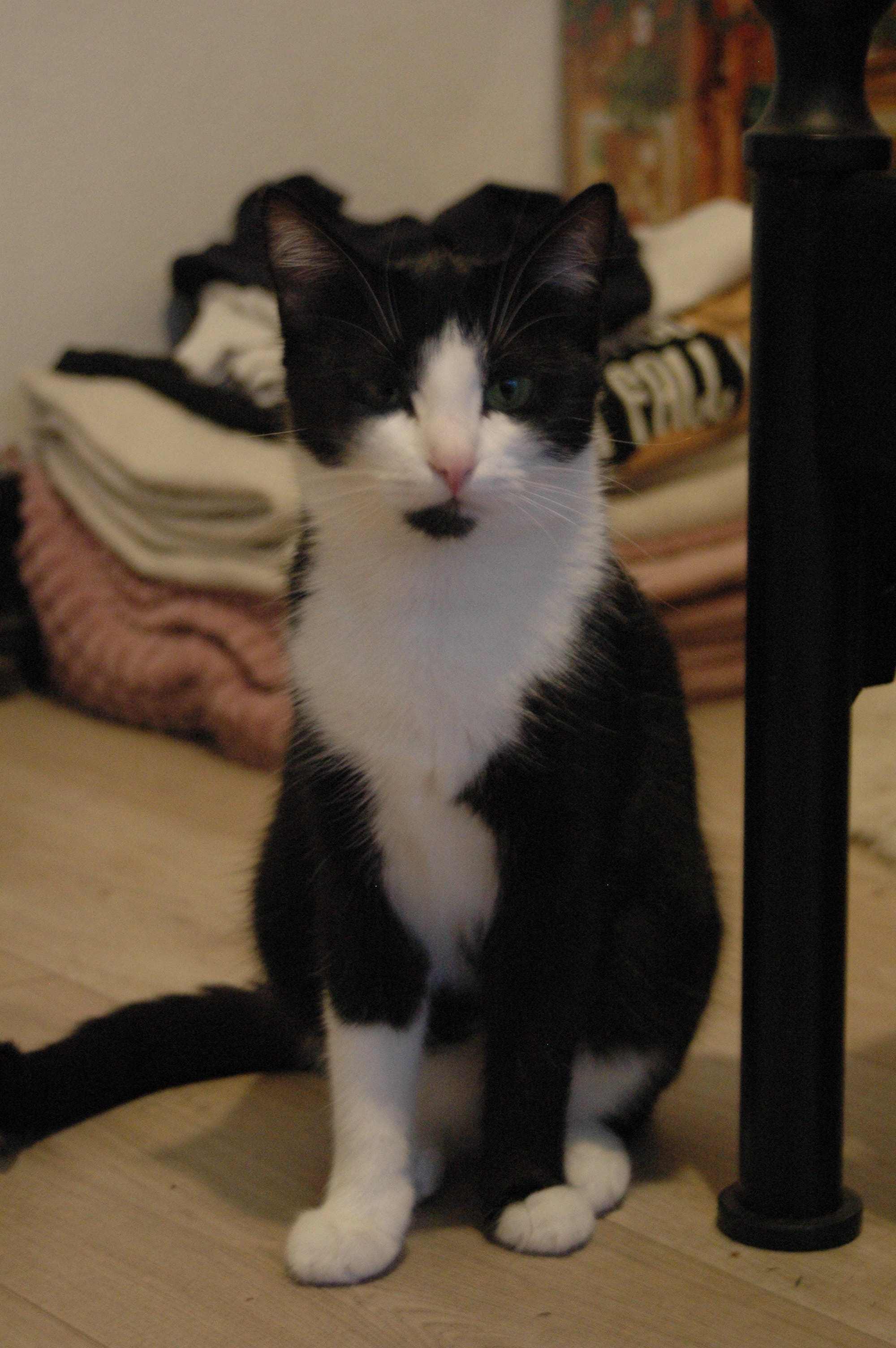 Stella - Wopping, Rotthalmünster