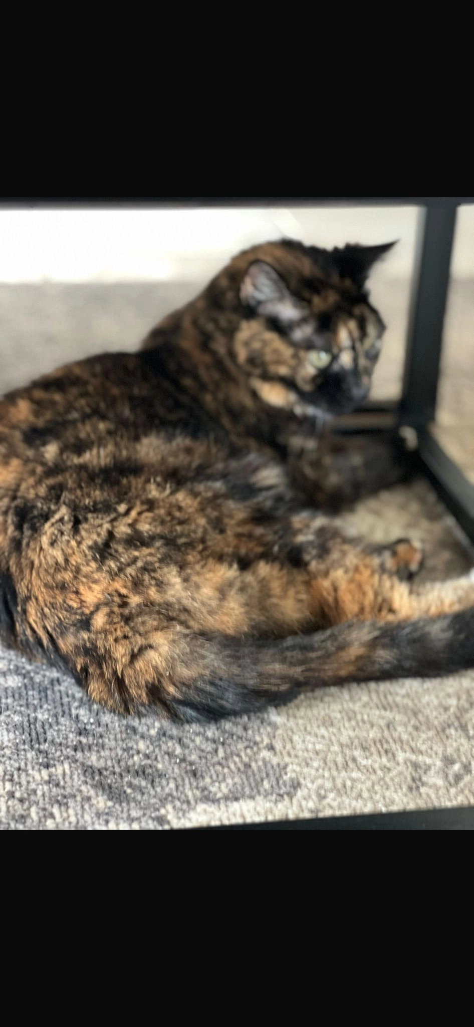 Pink - Erondegemdorp, Erpe-Mere