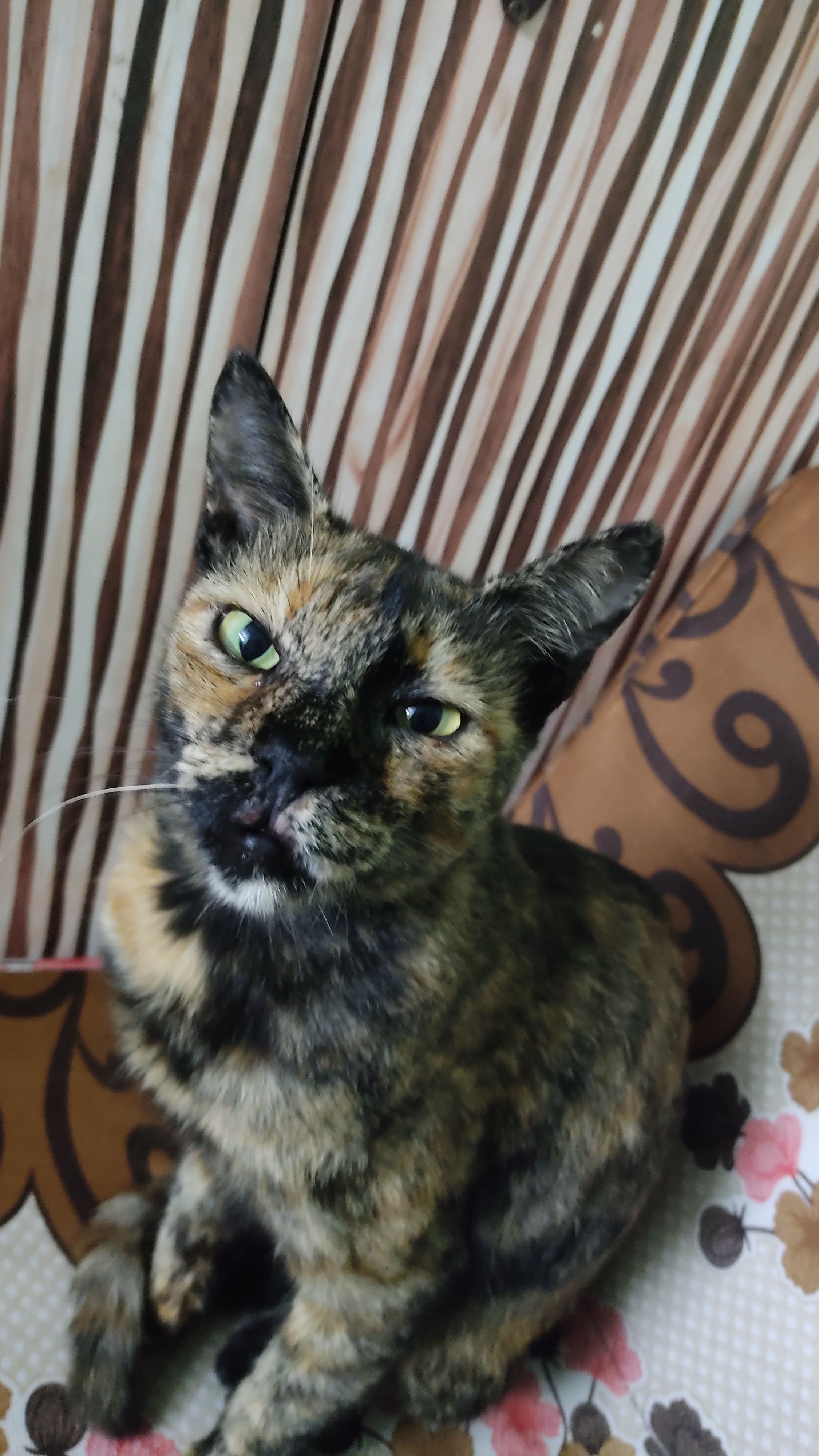 Blackie - Khureji Khas, New Delhi