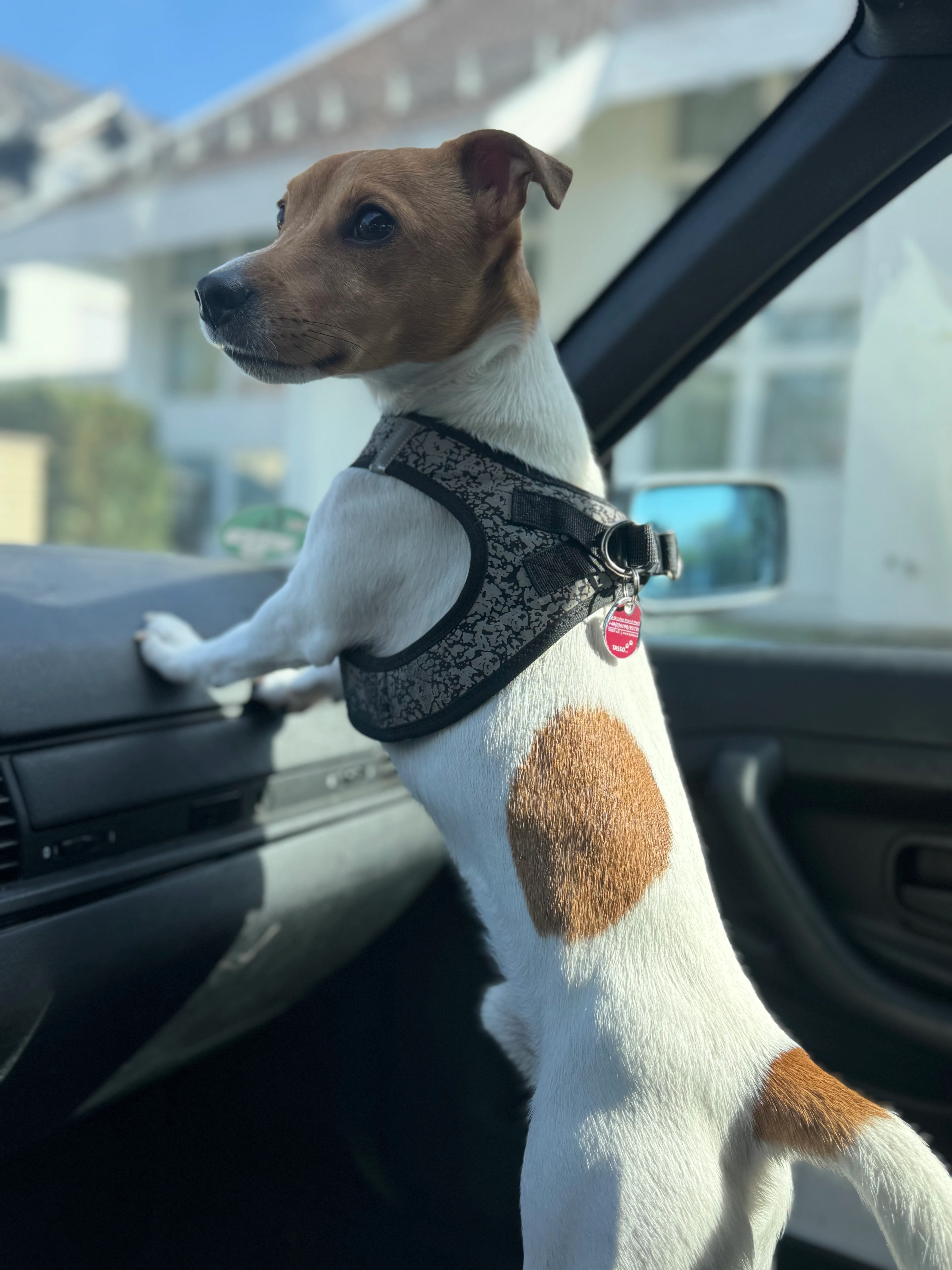 Pablo - Georg-Treber-Straße, Rüsselsheim am Main