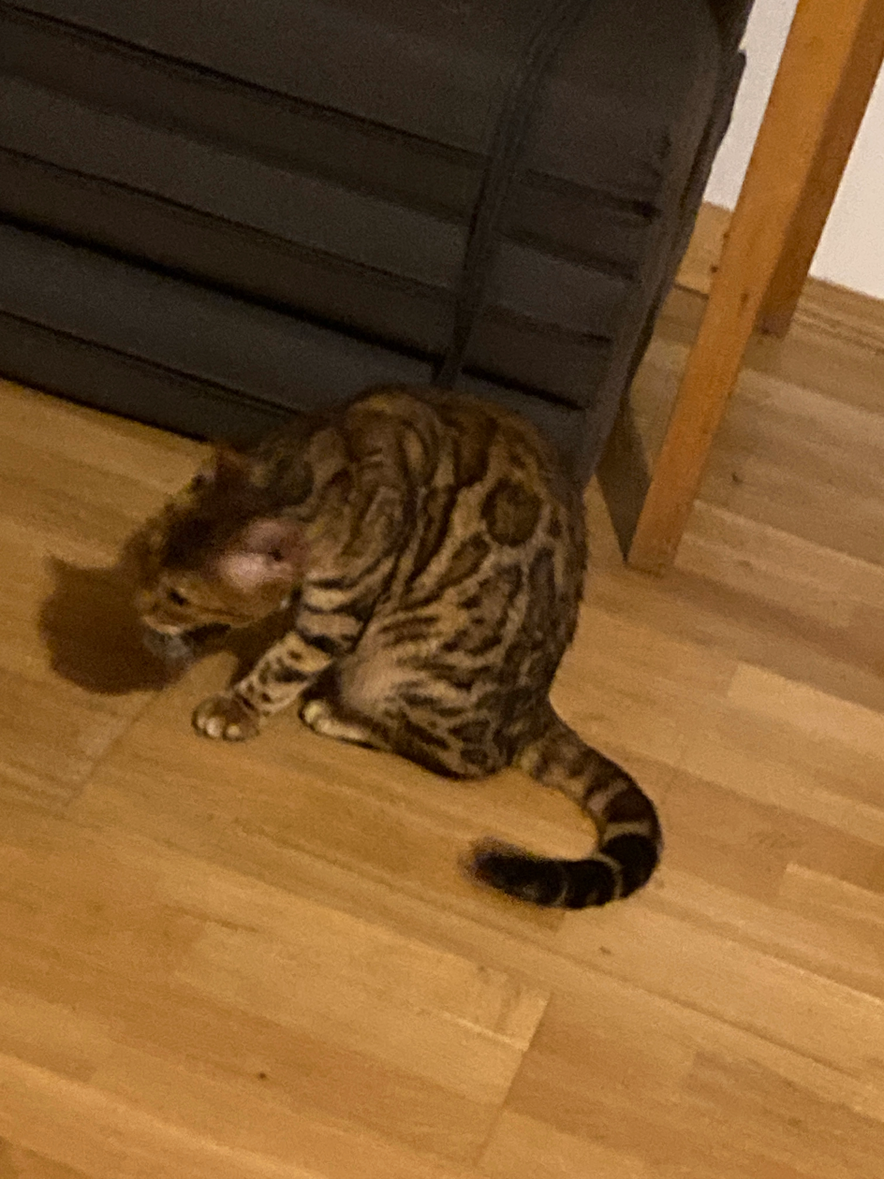 Cleo - Im Ehls, Alheim