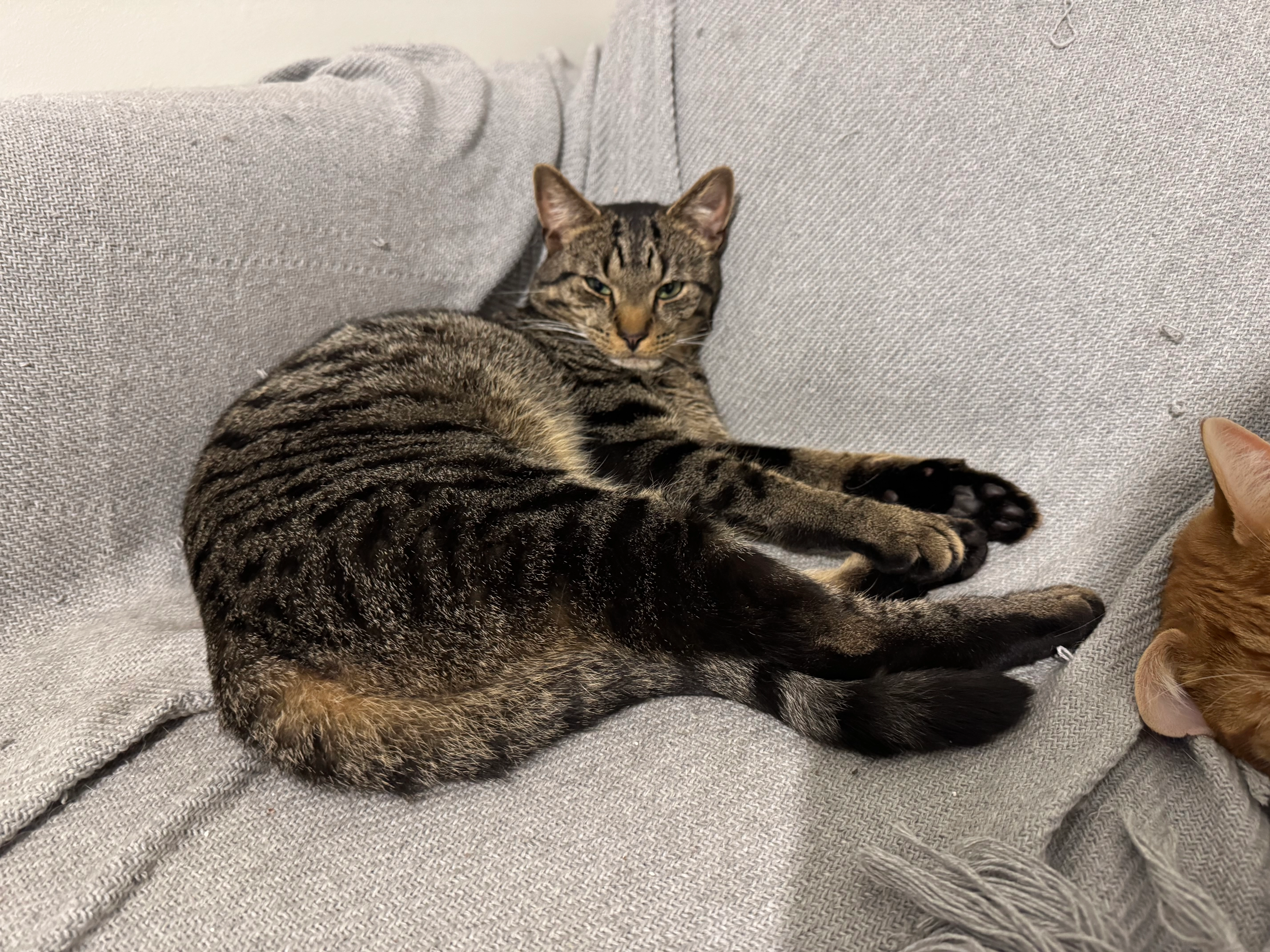 Otto - Ainsdale Green, Retford