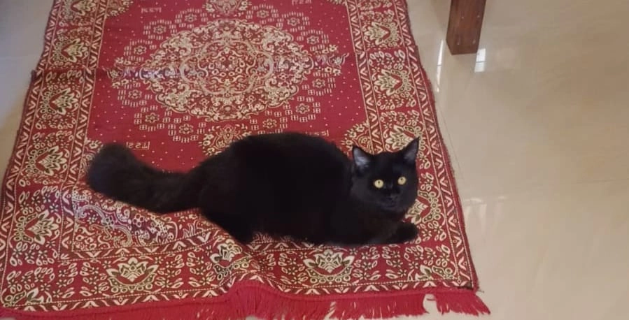 Persia cat - Sasthavattom Road, Changanassery