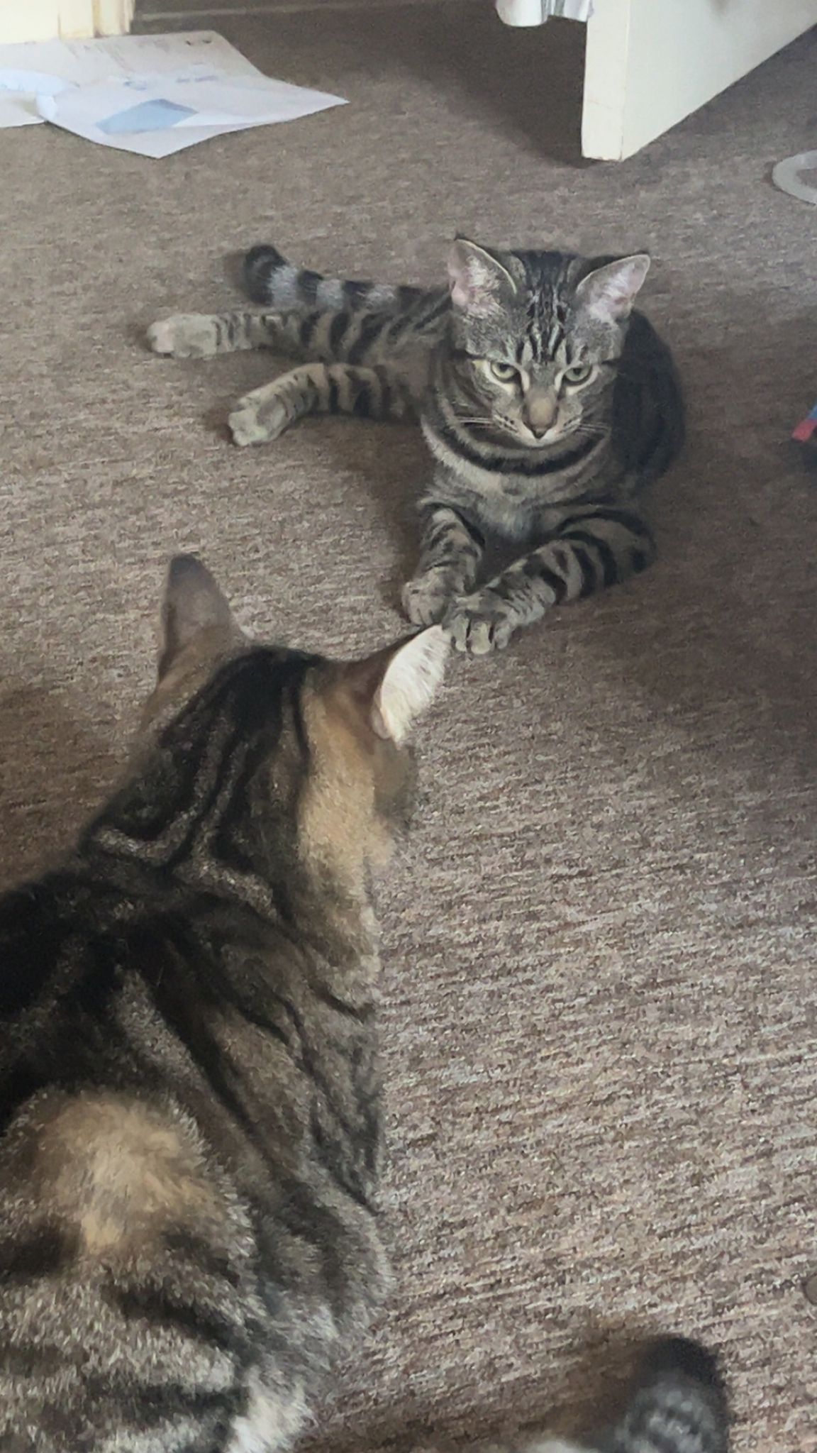 Albie - Oswald Road, Dover