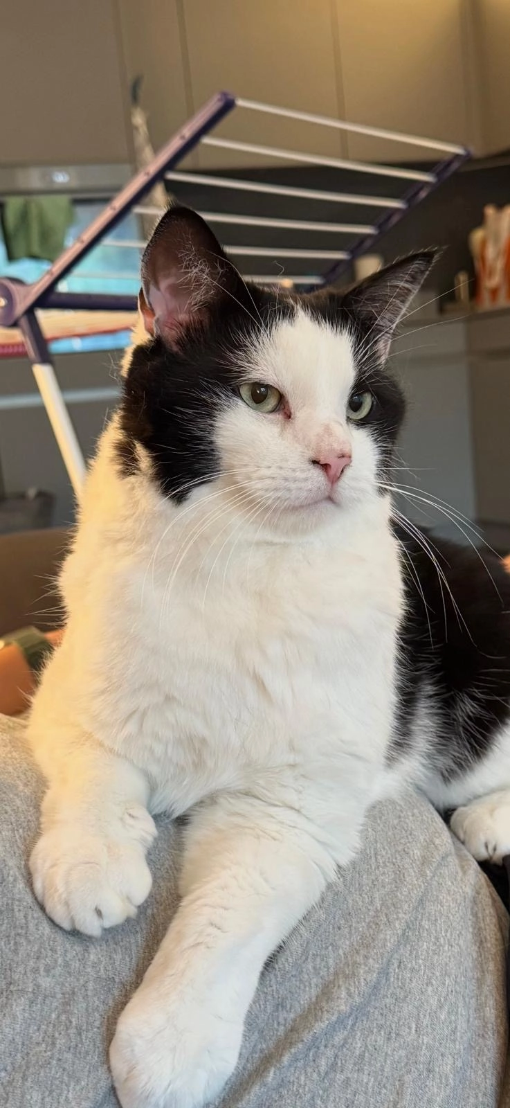 Rony - Furtrainstrasse 27, Bülach