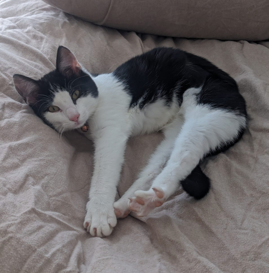 Oreo - Beechwood Drive, Cork