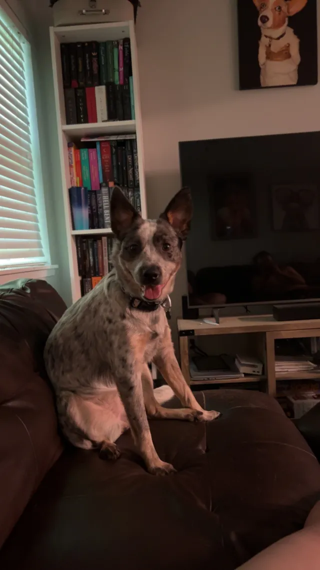 Riley - Mindoro Drive Southeast, Rio Rancho
