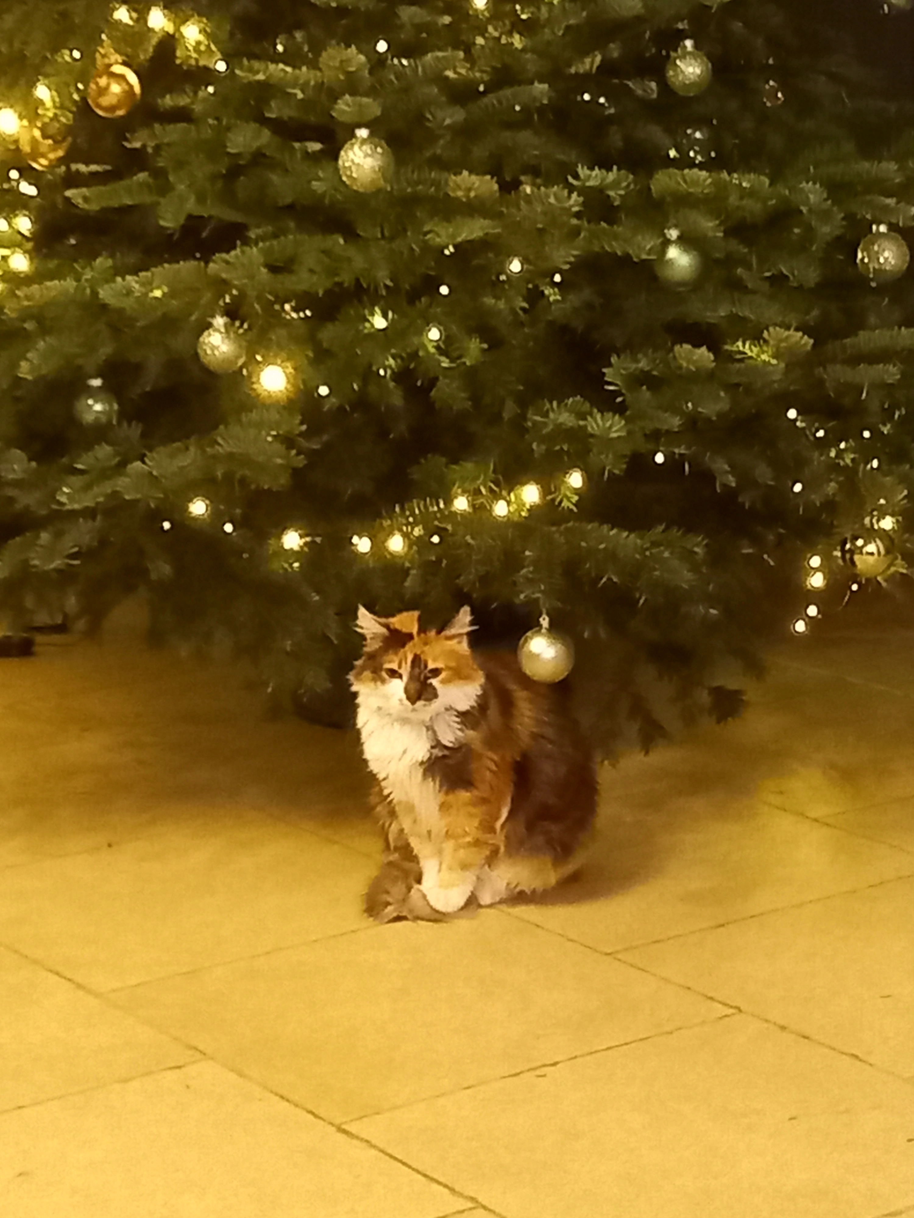 Cupcake - Rue Des Pâchis, Ottignies-Louvain-la-Neuve