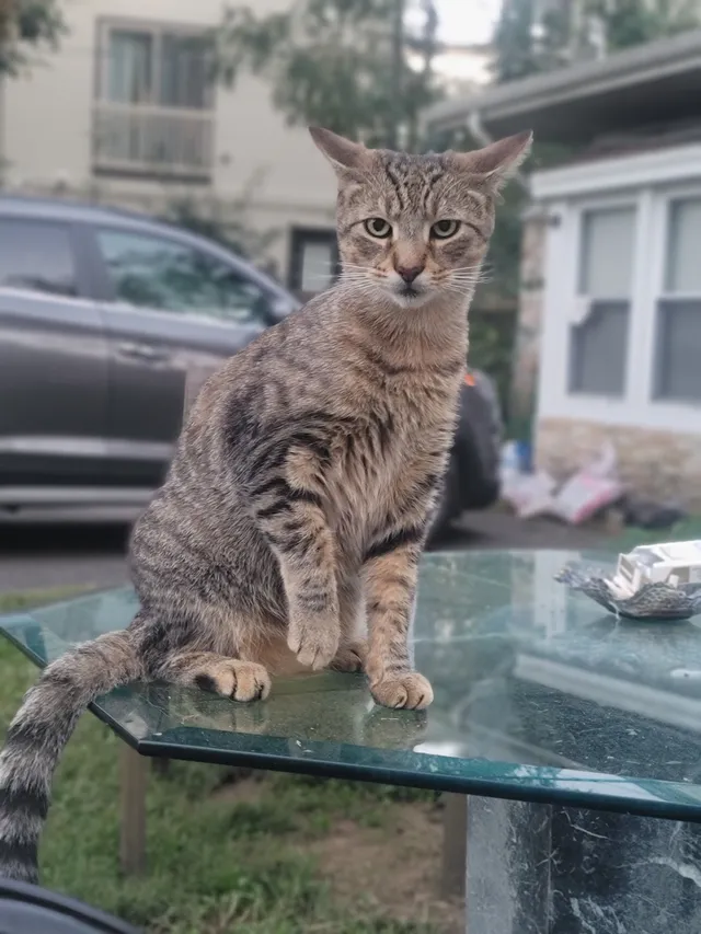 Oliver  - Poag Street, Alexandria