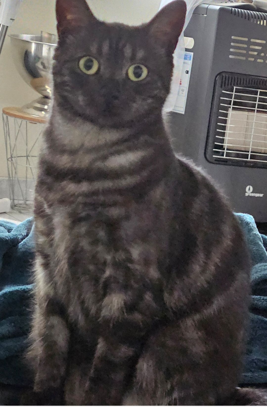 Shadow - 13B Rue des Fougères, Changé