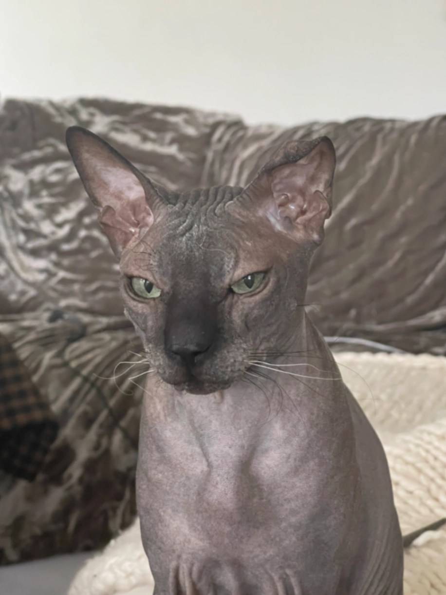 Ponchik - Ulica Dragoševina, Foča