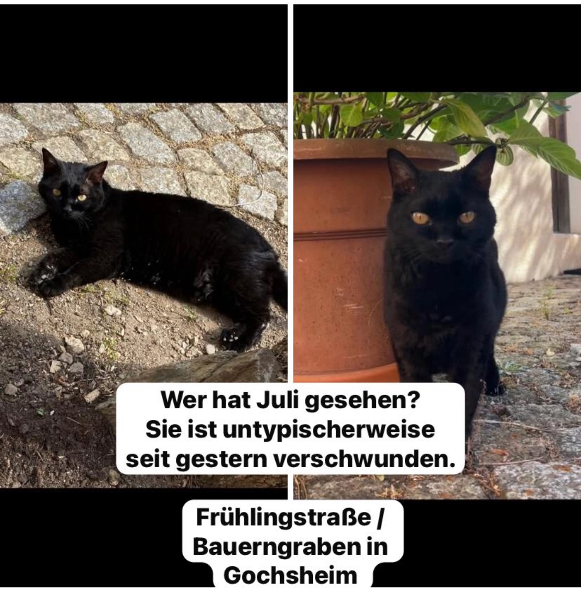 Juli - 97469, Gochsheim