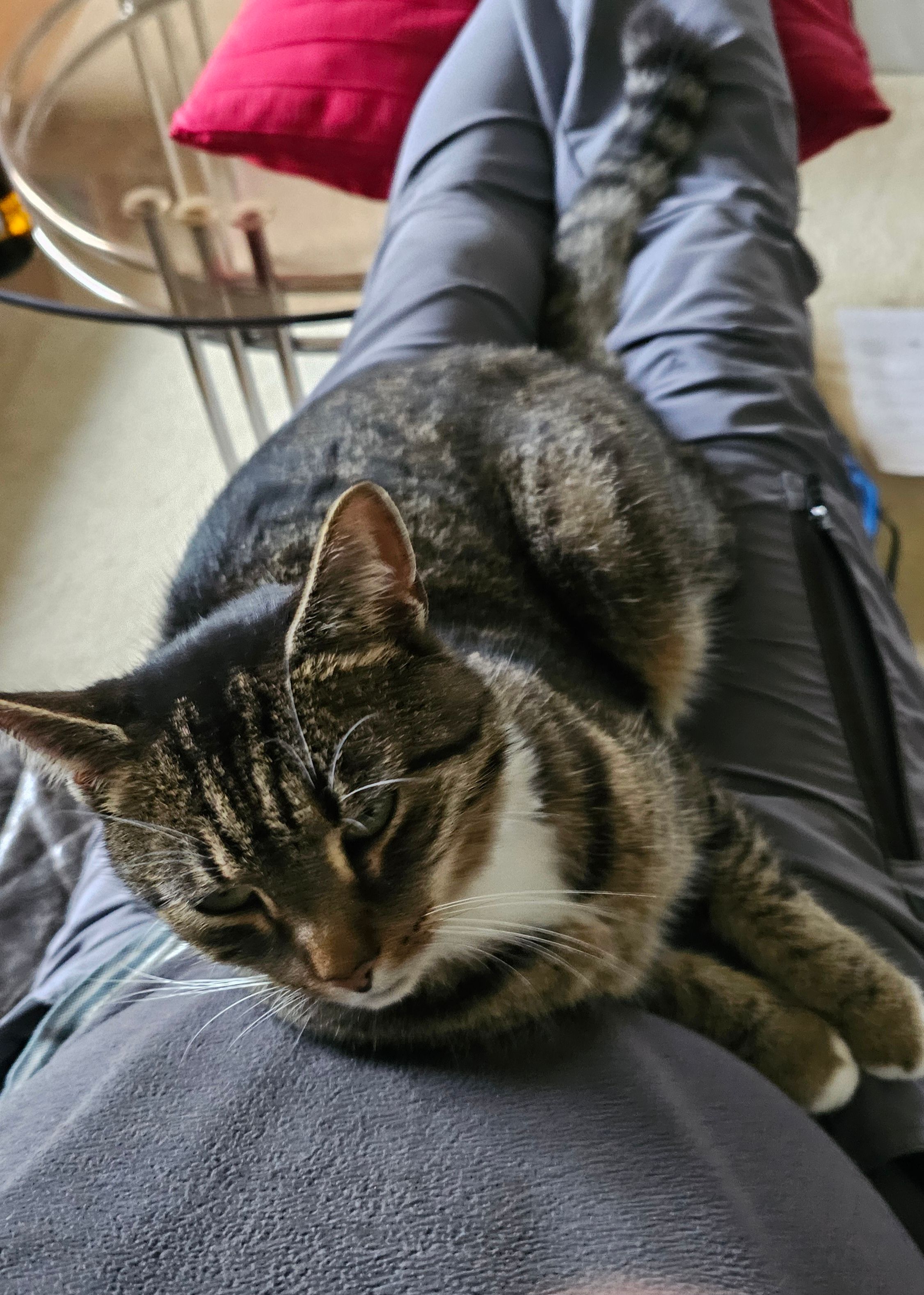 Hoppeline  - 6A Rue Mohamed Abderrahmen Kamez, Sousse