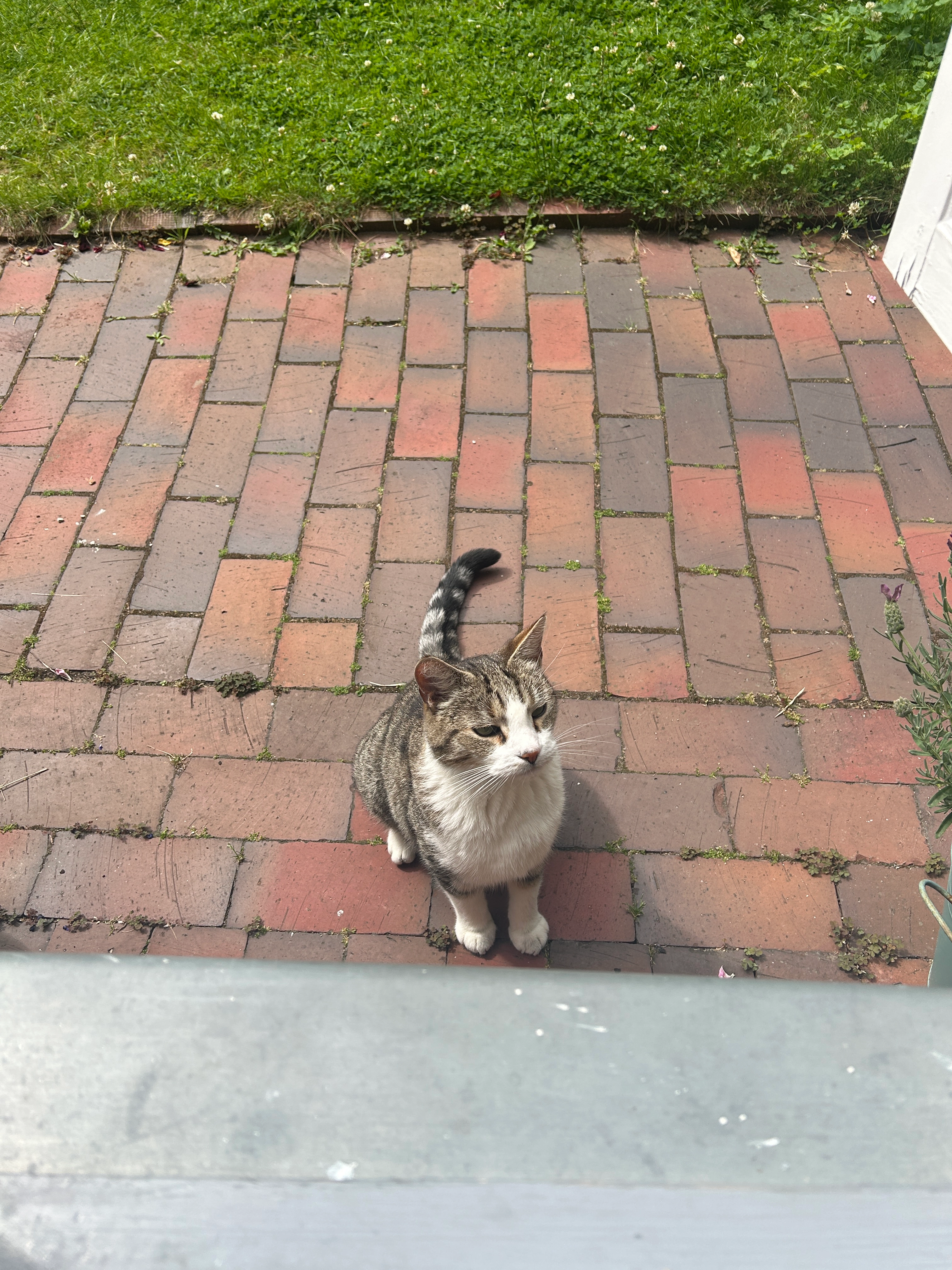 Mucki/Krabbe - Engelsgrube 43, Lübeck