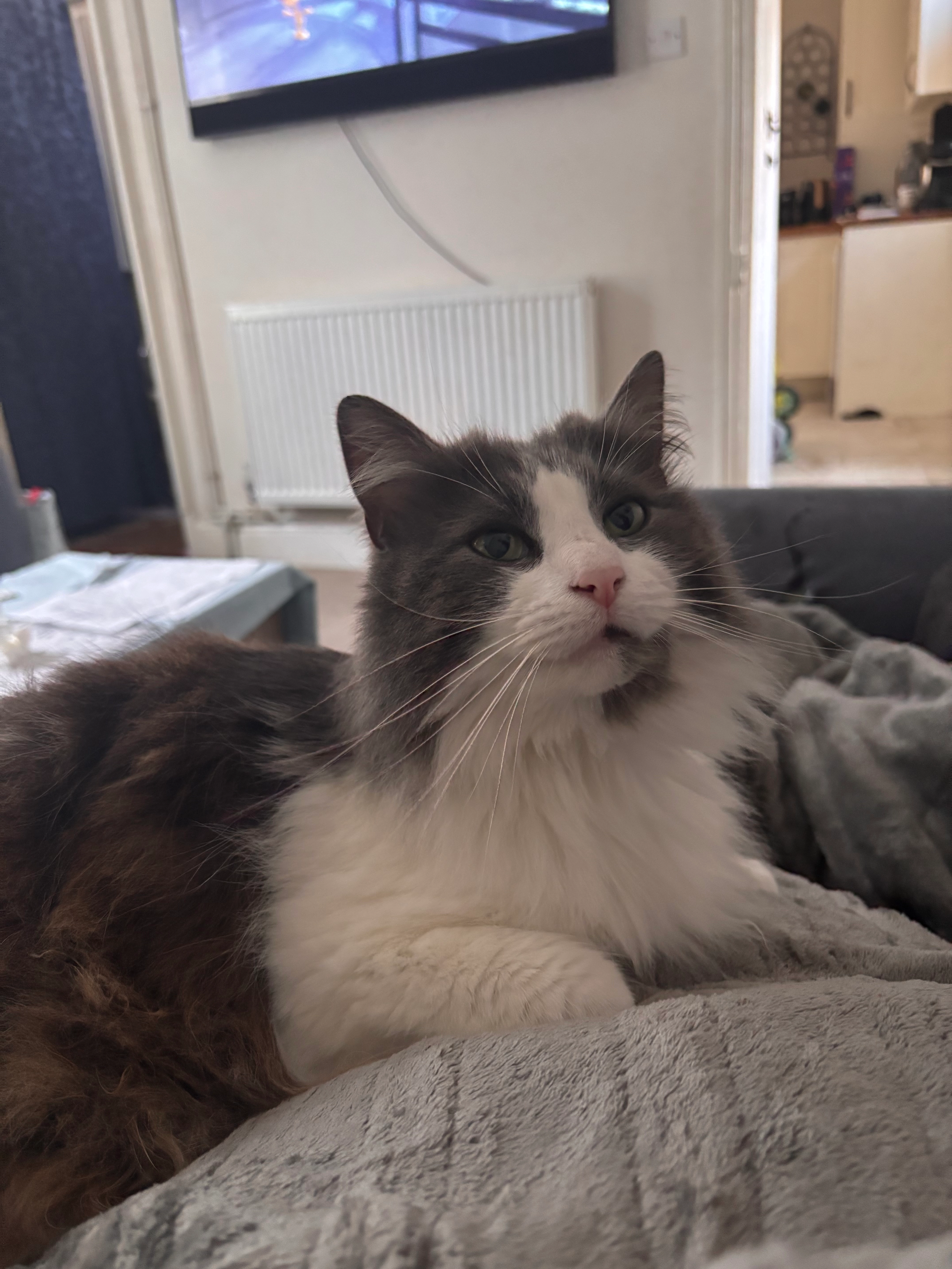 Beaufort - Silver Street, Cirencester Abbey