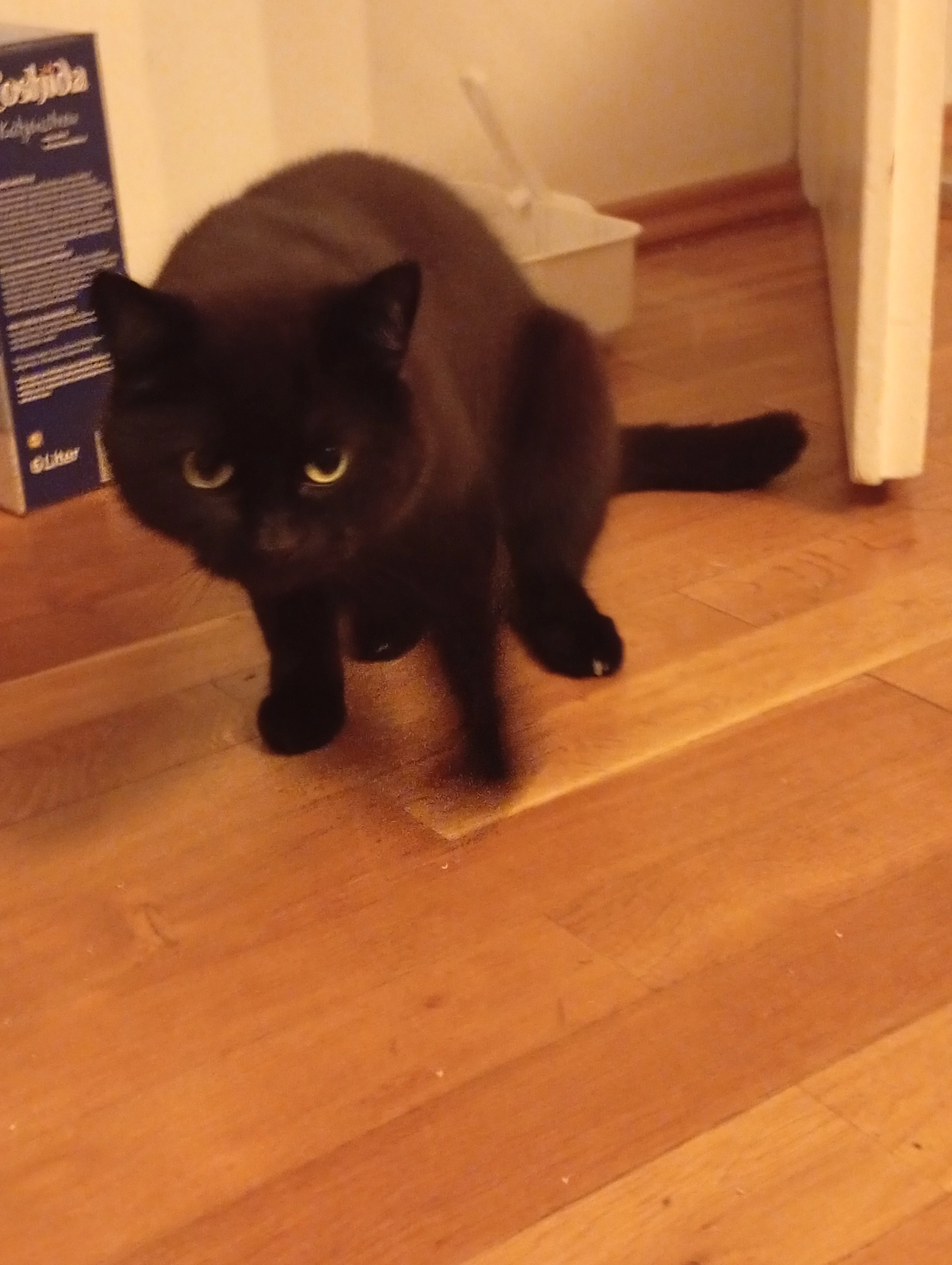 Gismo  - Am Bahnhof, Zwickau