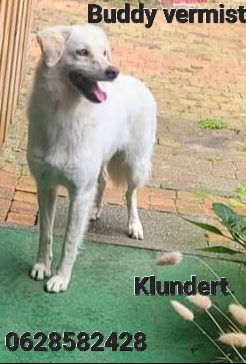 Buddy - Provinciale Rondweg, Klundert