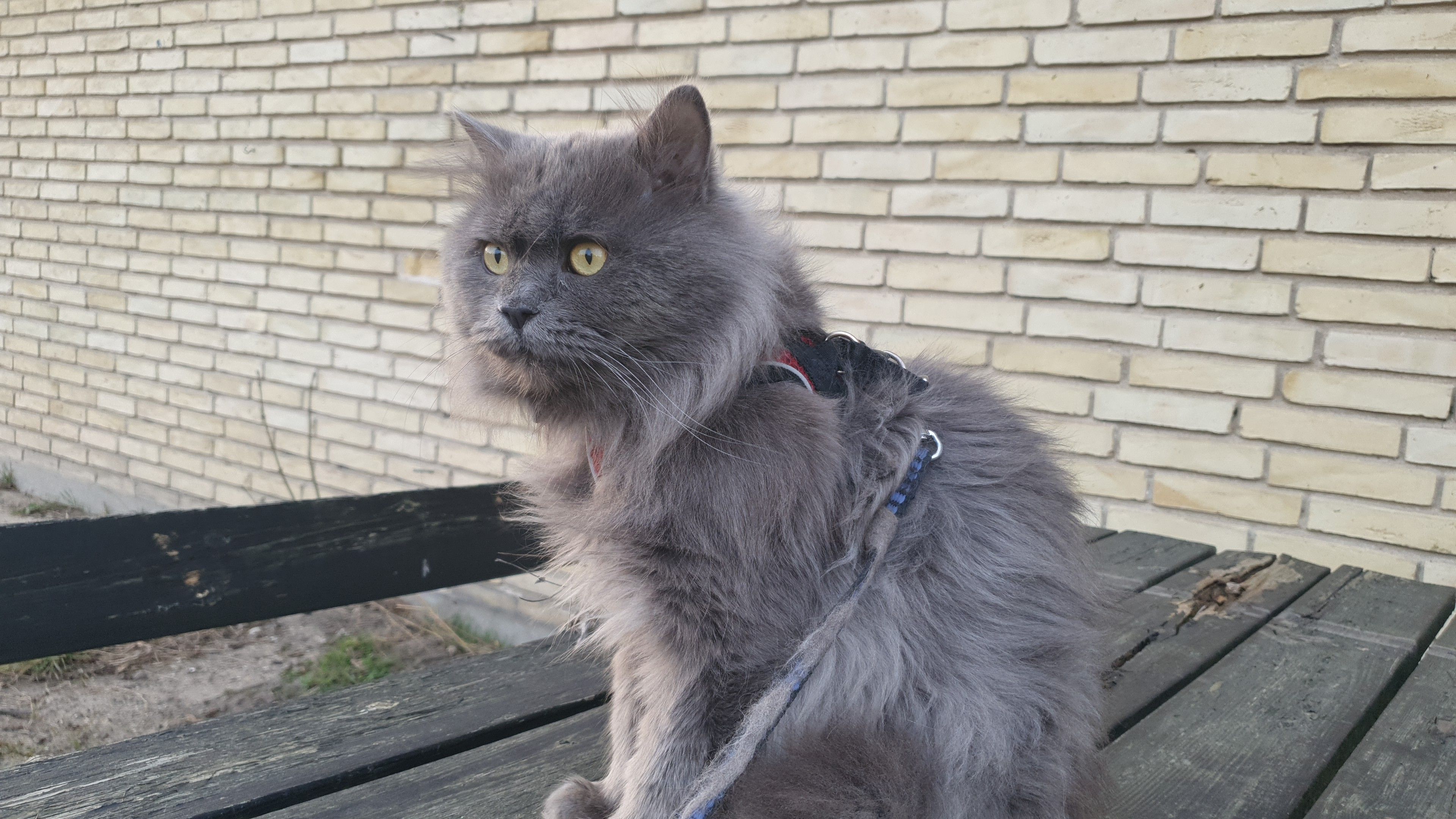 Bonya - Skovlyporten, Holte