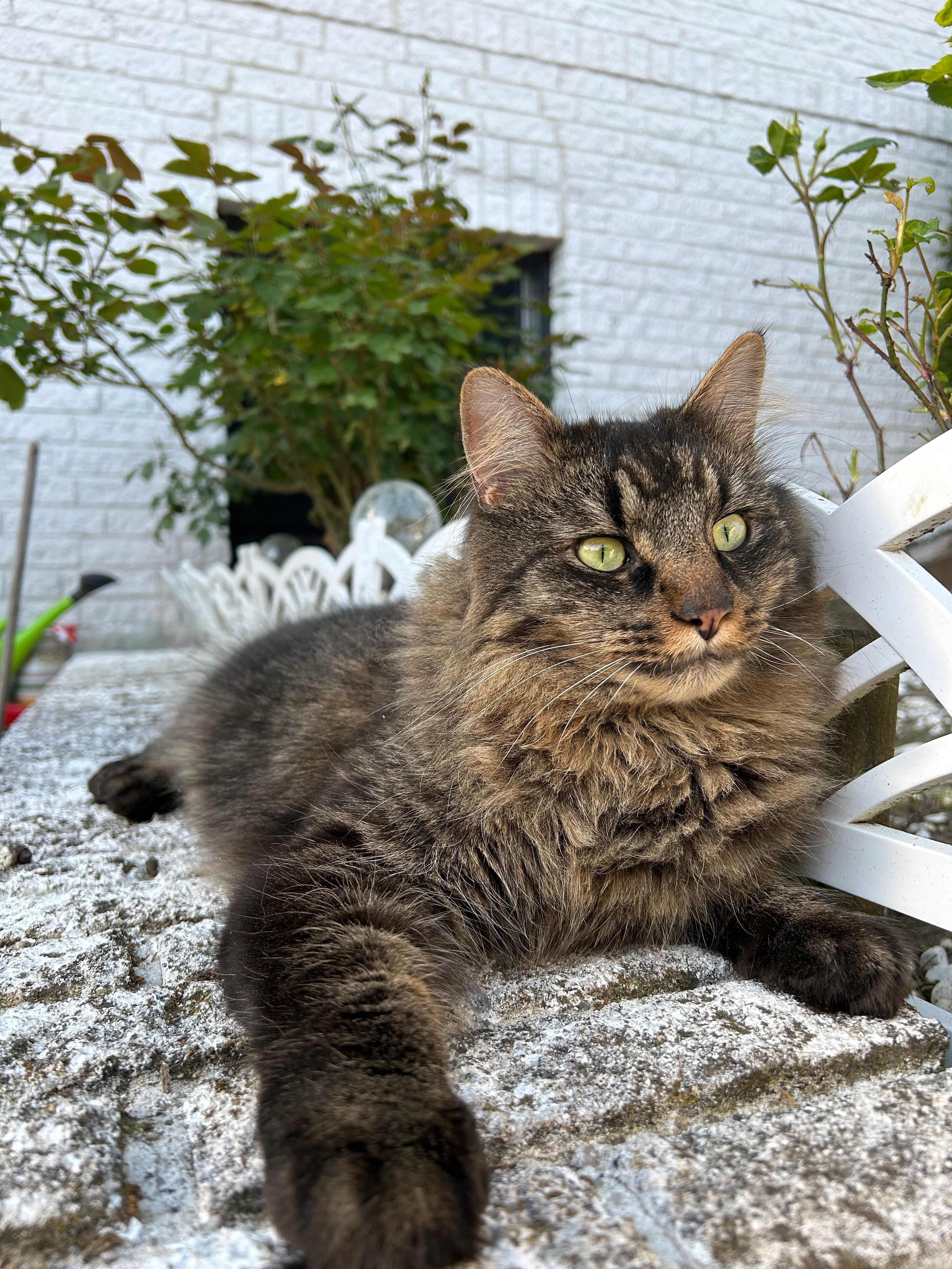 Jerry - Bimöhler Straße 55, Bad Bramstedt