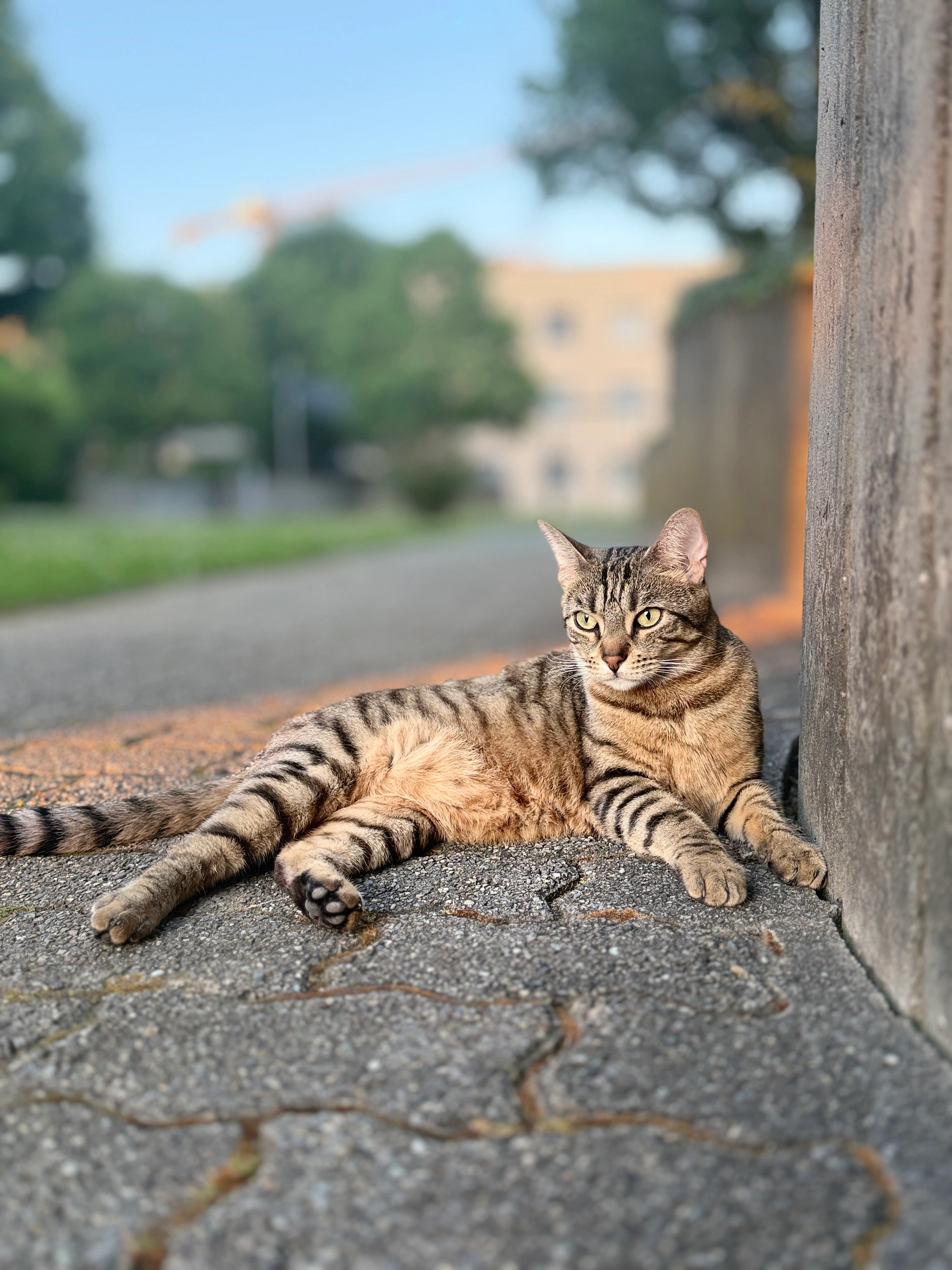 Sheila - Eggweg, Bolligen