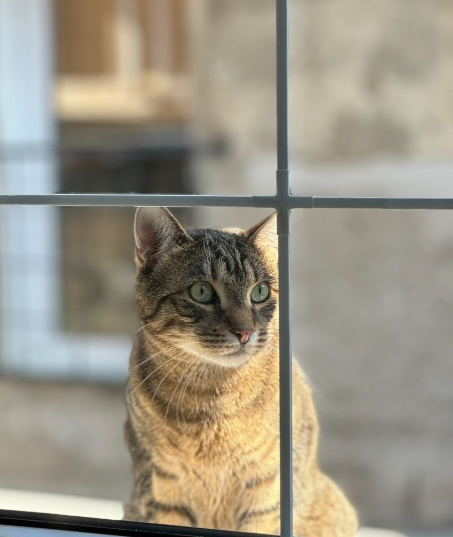 Pači (Patchi) - Крунска, Belgrade