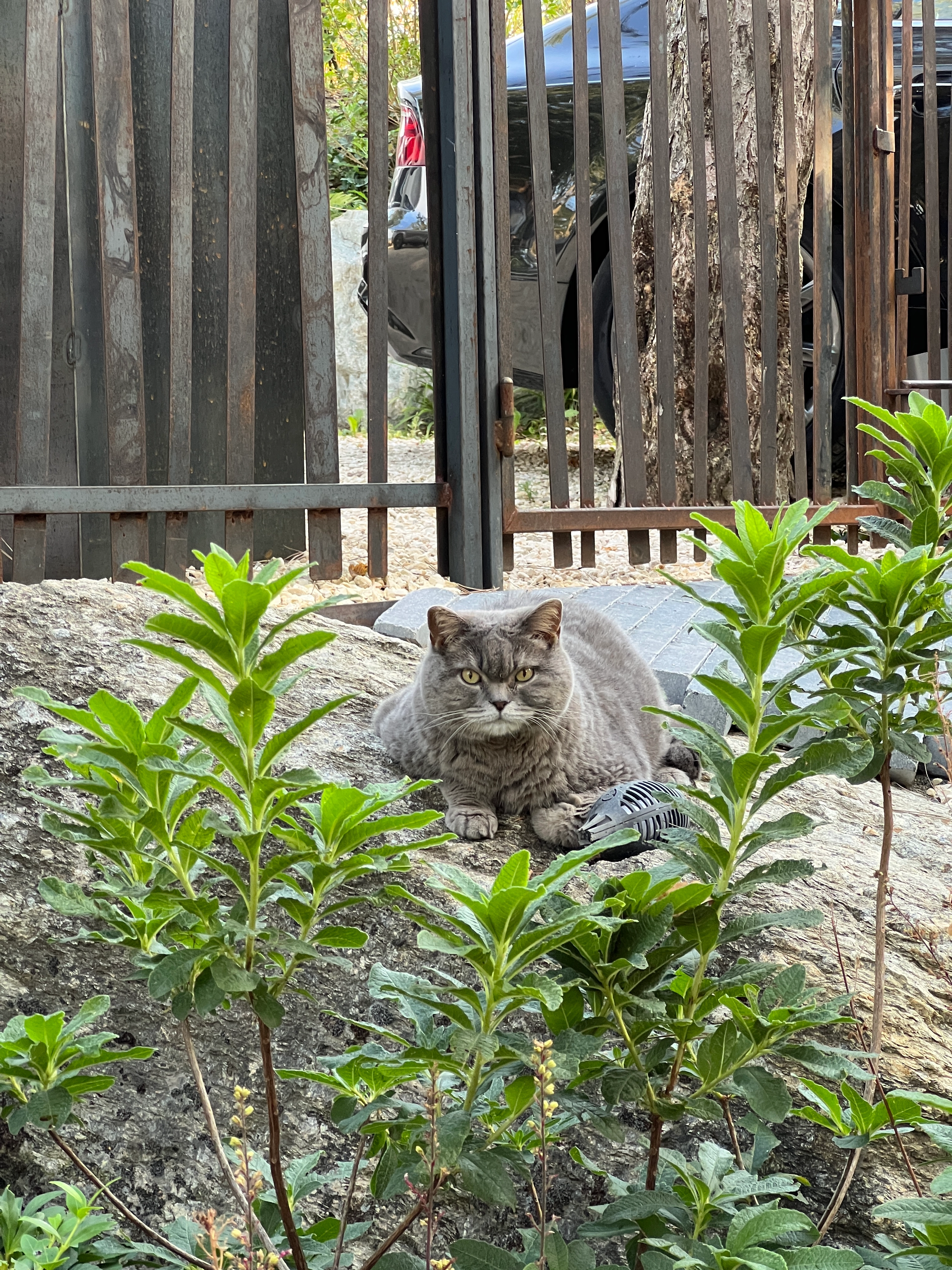 Balou - Route Des Mayens, Aminona