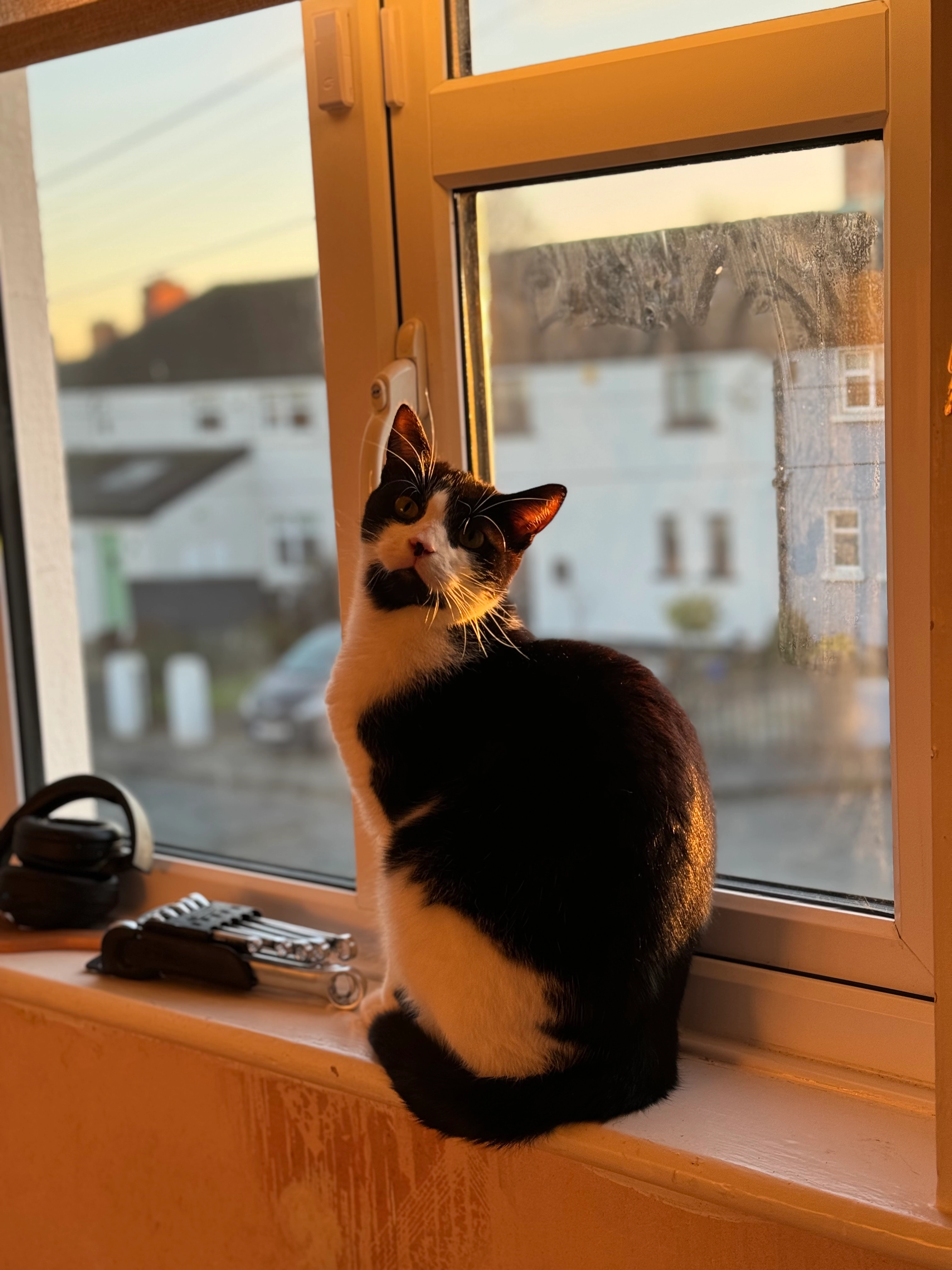 Kewpie - Saint Pappin Green, Dublin