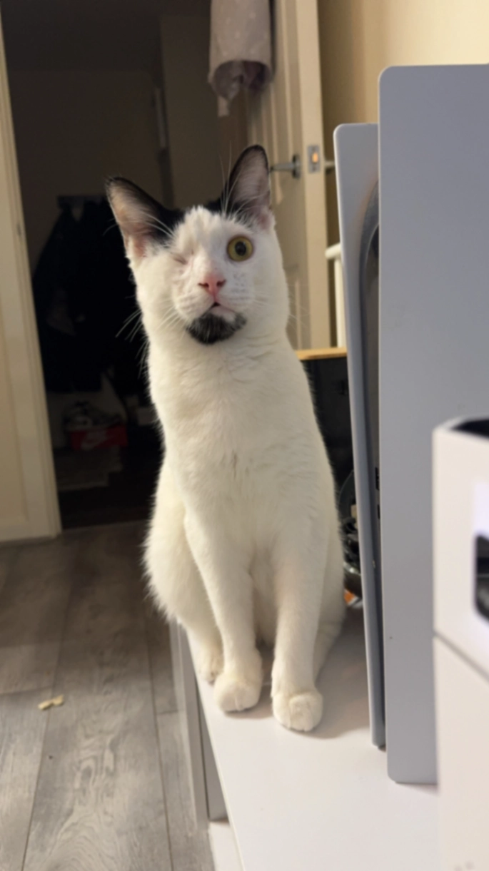 Ziggy - Stratford Road, Birmingham