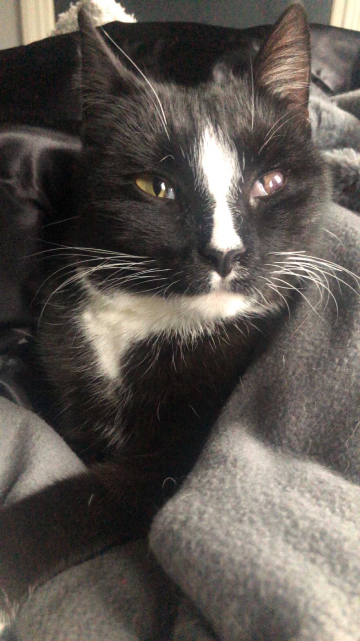 Sammy - Binsenweg, Ganderkesee