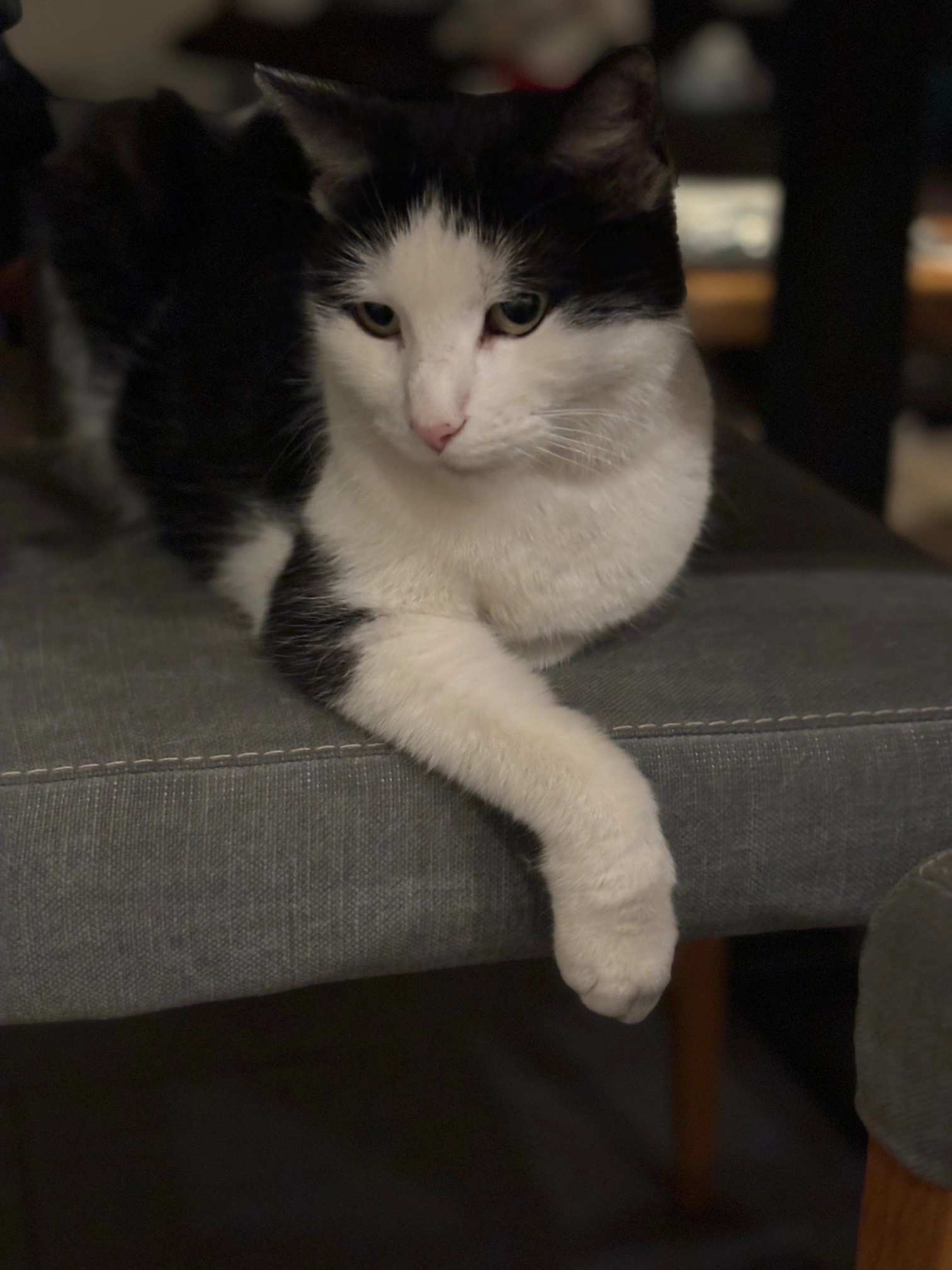 Kitty - Paul-Müller-Straße 27, Freiberg