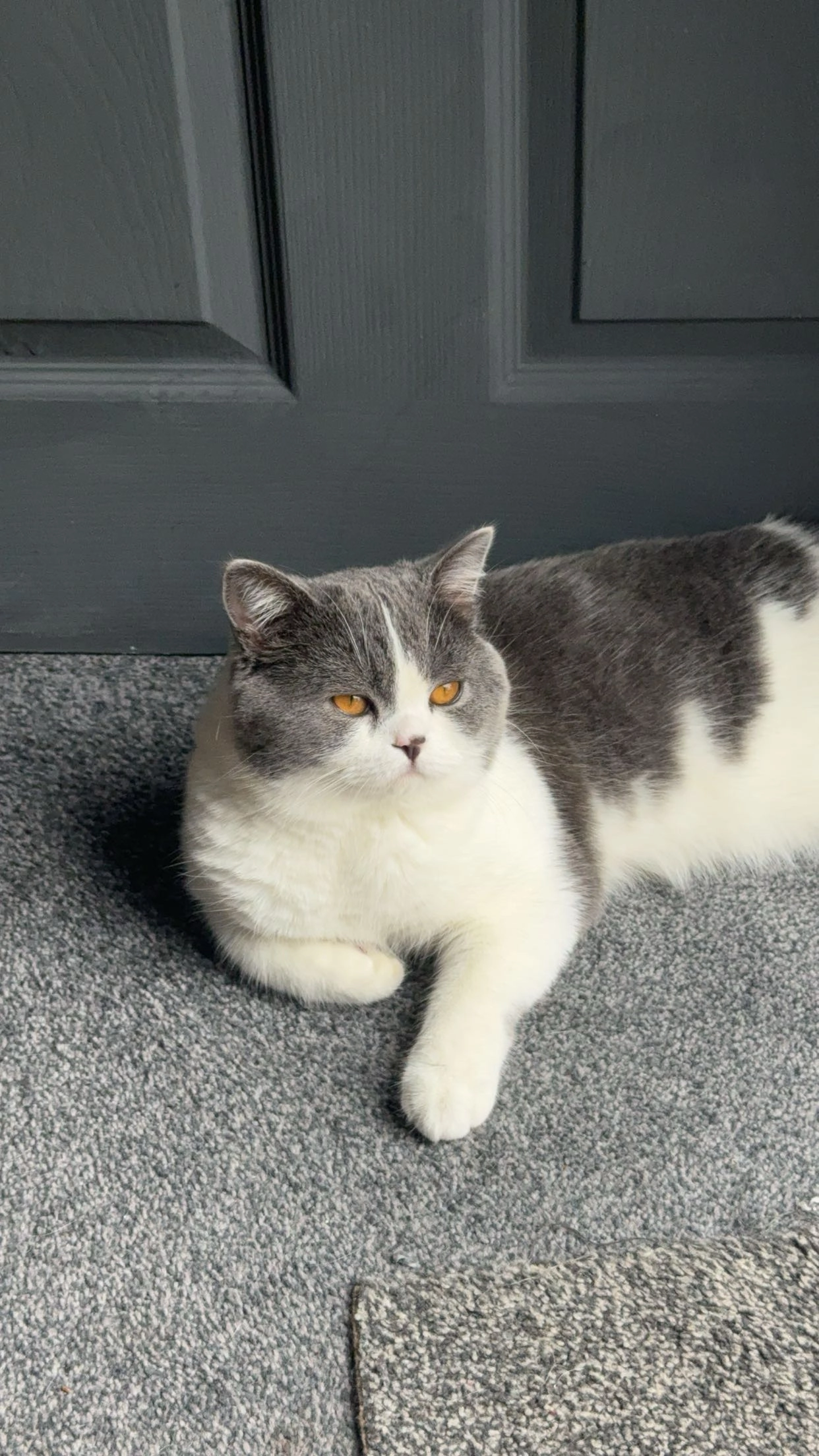 rocky - Penketh Road, Warrington