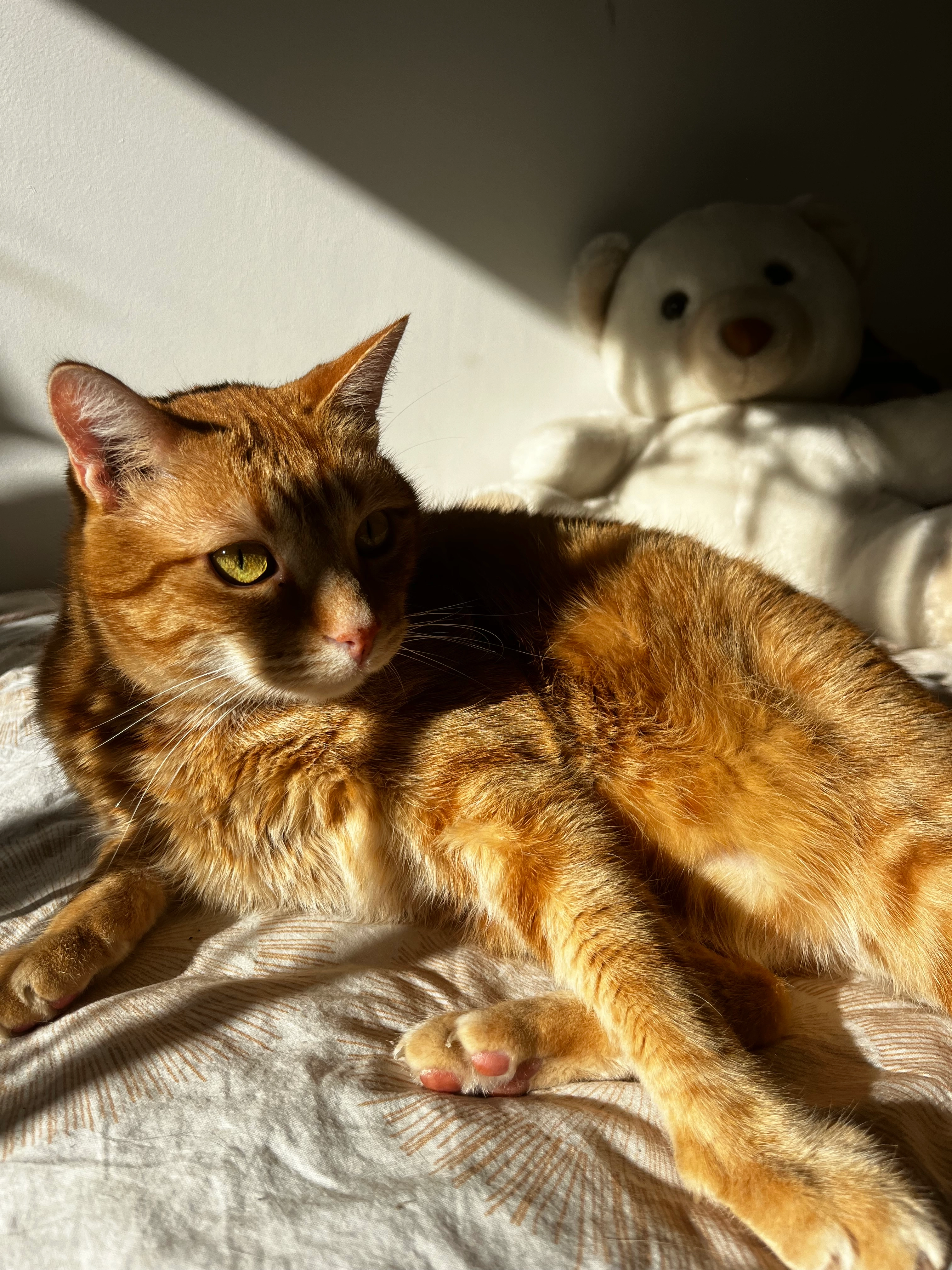 Summer - 14 Avenue Pasteur, Bollène