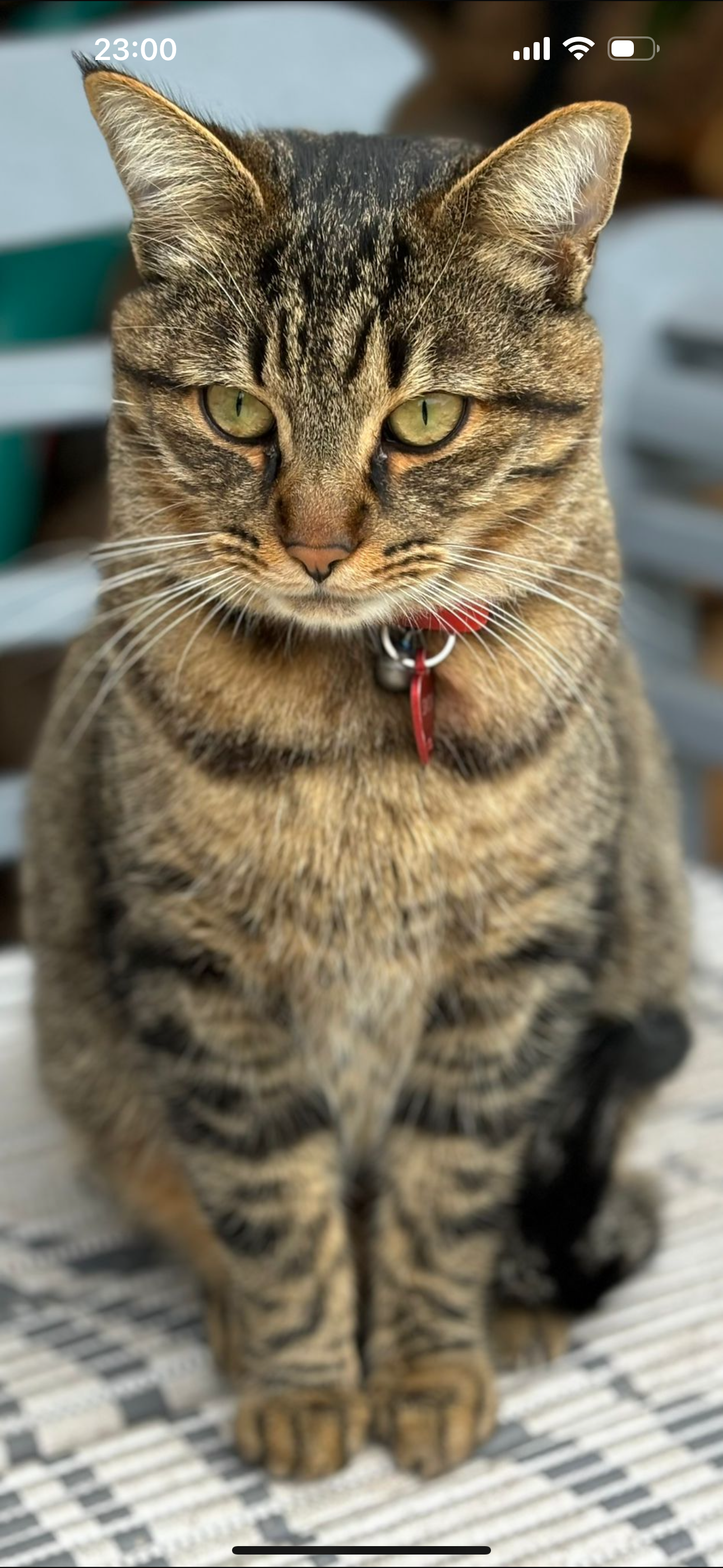 Sacha - Carrer del Cant dels Ocells 40, Roses