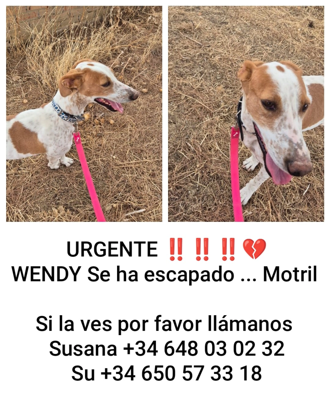 Wendy - Carretera de Celulosa, Motril