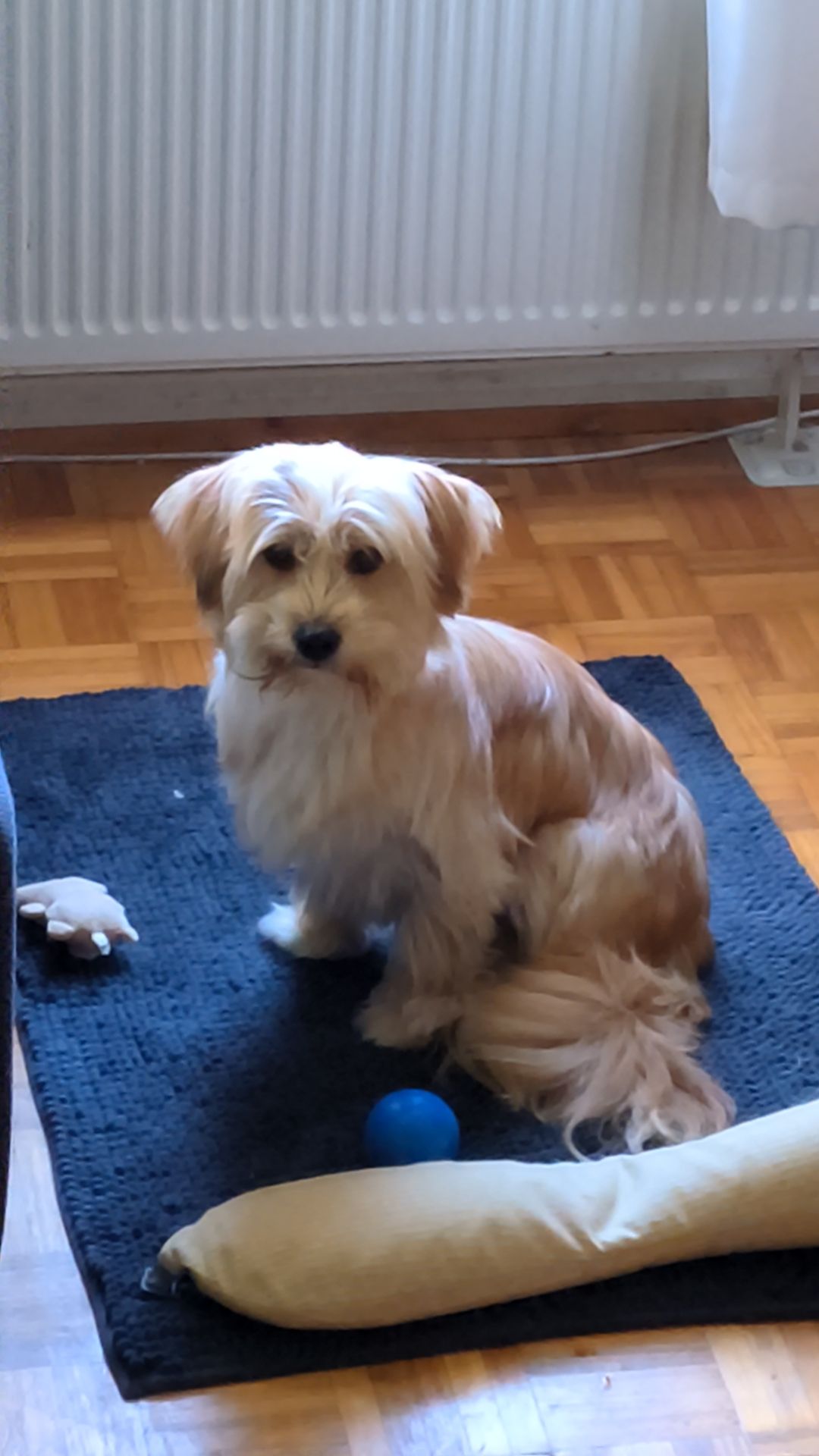 Orange - Litho, Capelle aan den IJssel