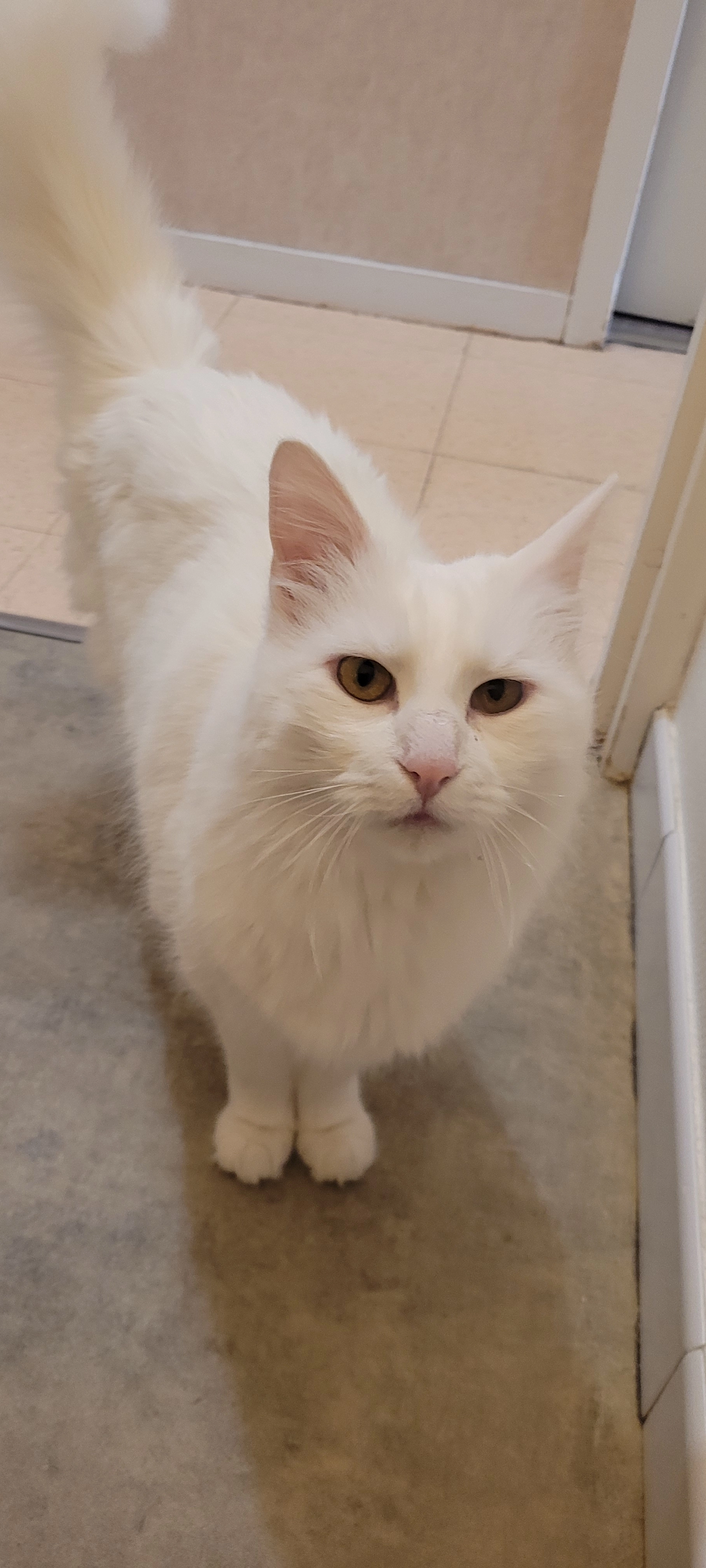 Luna - Rue Du Fief Des Groies, Louzac-Saint-André