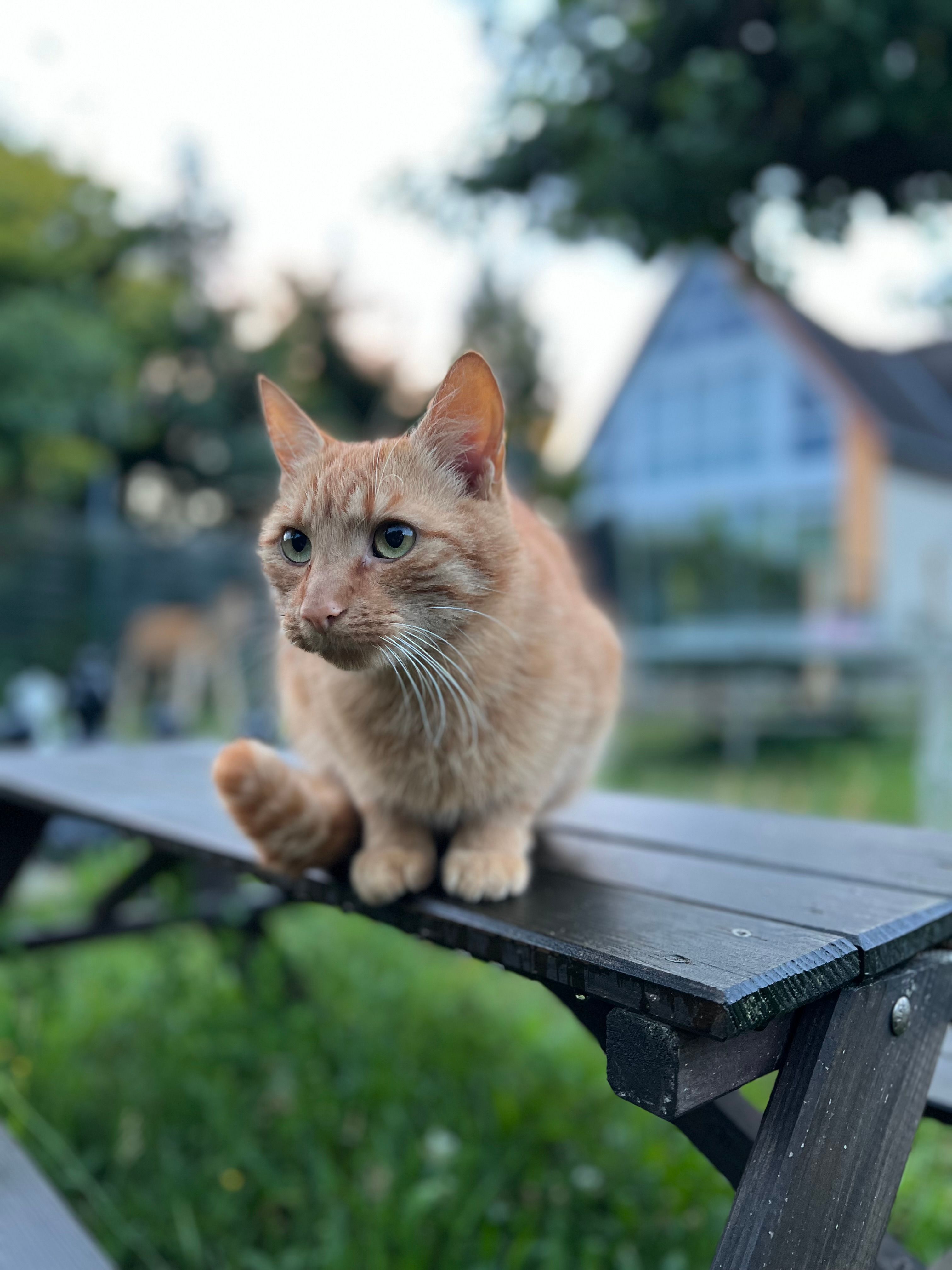 Korsak  - Wilhelm-Pieck-Straße 23, Schönewalde