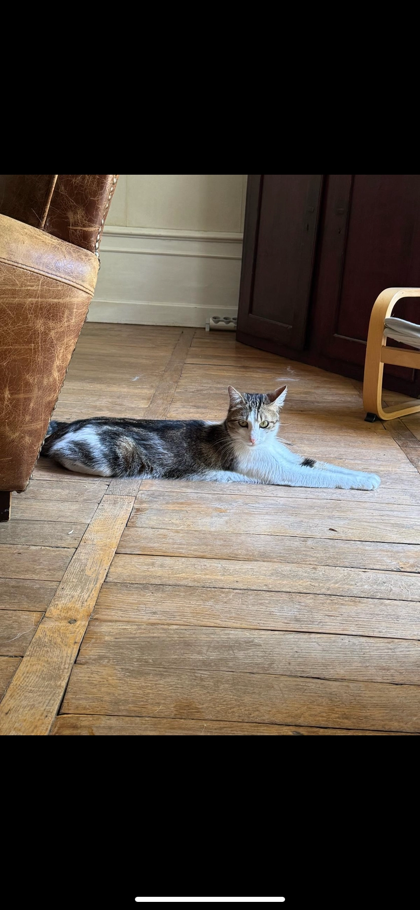 Peter - 83 Place de l'Hôtel de Ville, Morestel