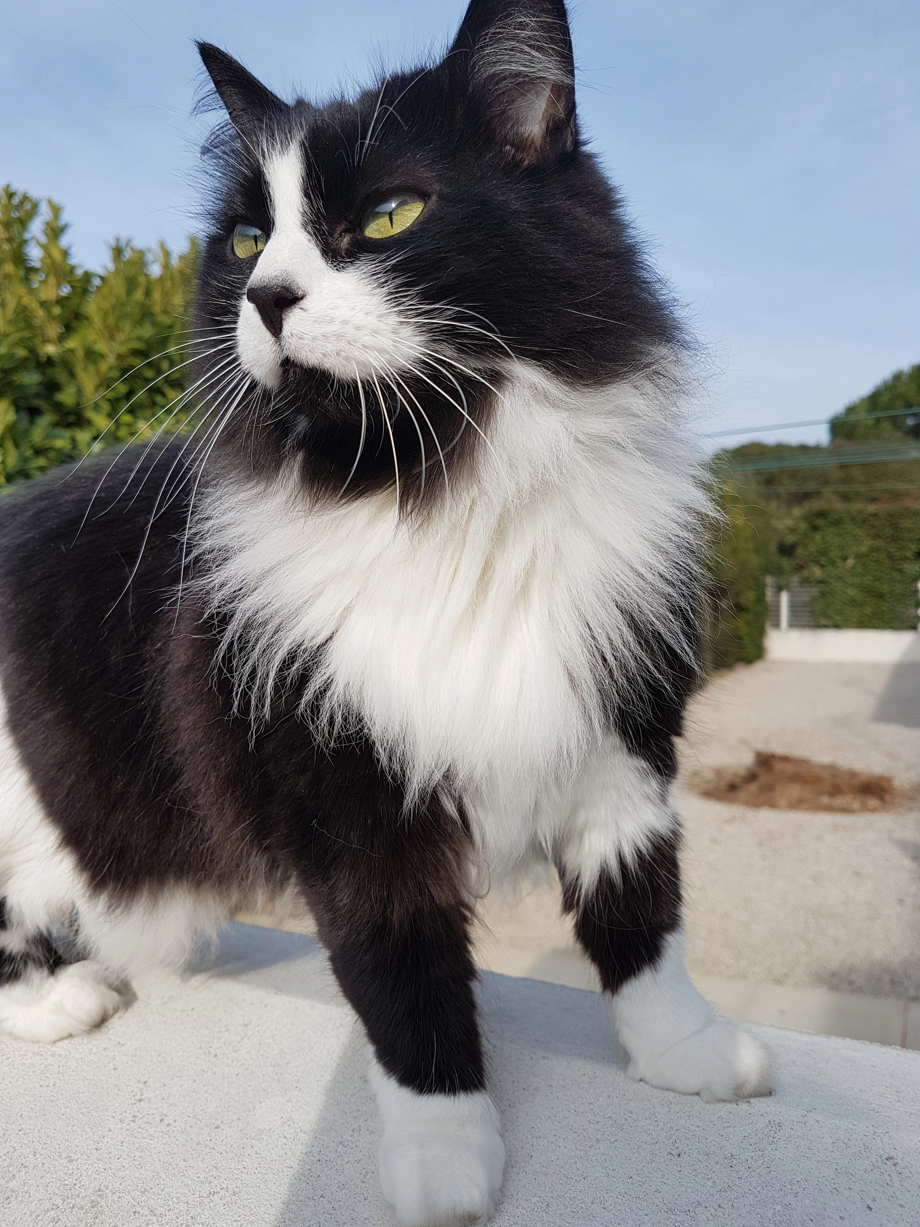 CALINE  - Rue Pierre Paul de Riquet, Villeneuve-lès-Béziers