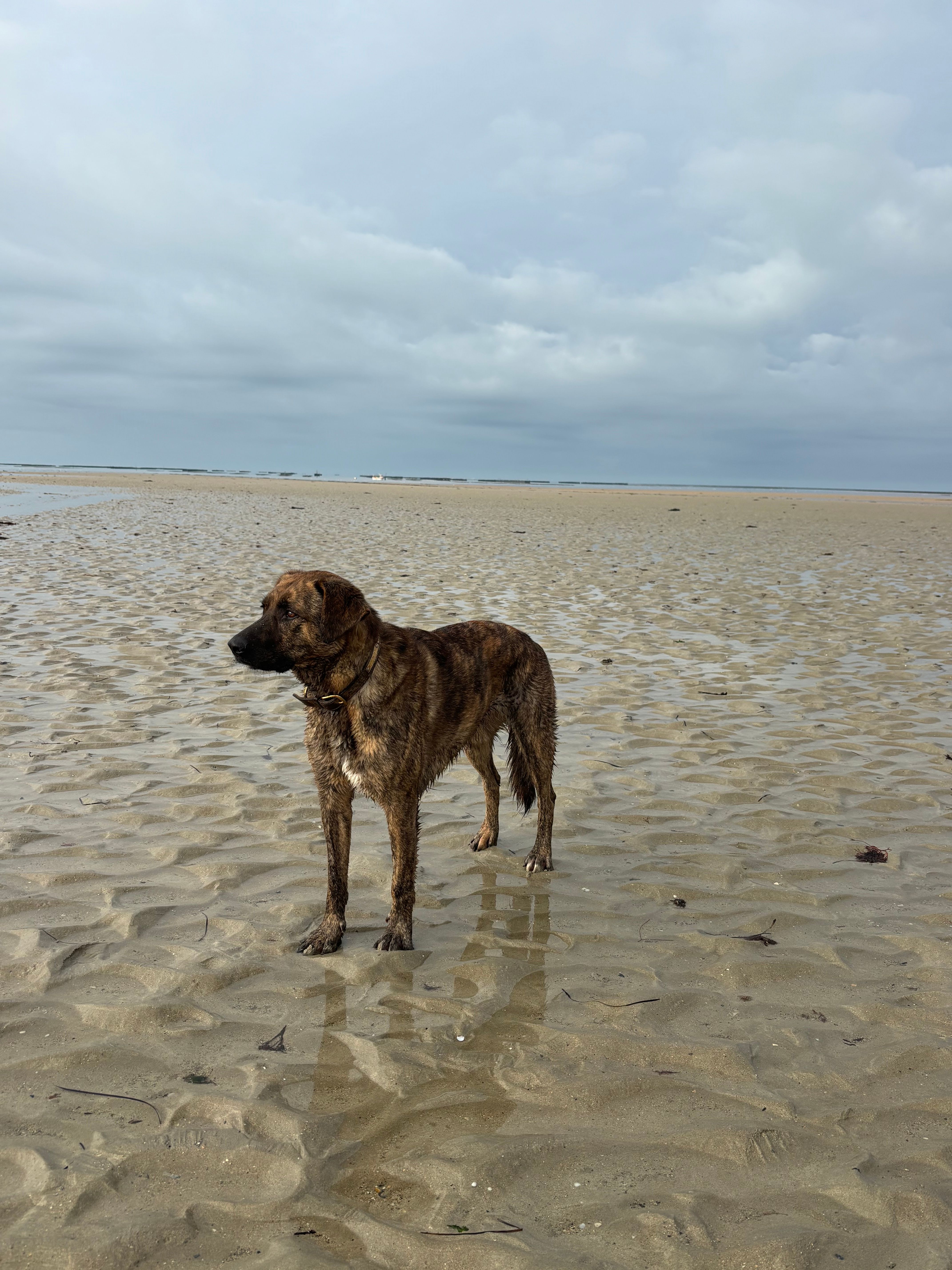 Lilou - Les Grandes Ventes, Gavray-sur-Sienne