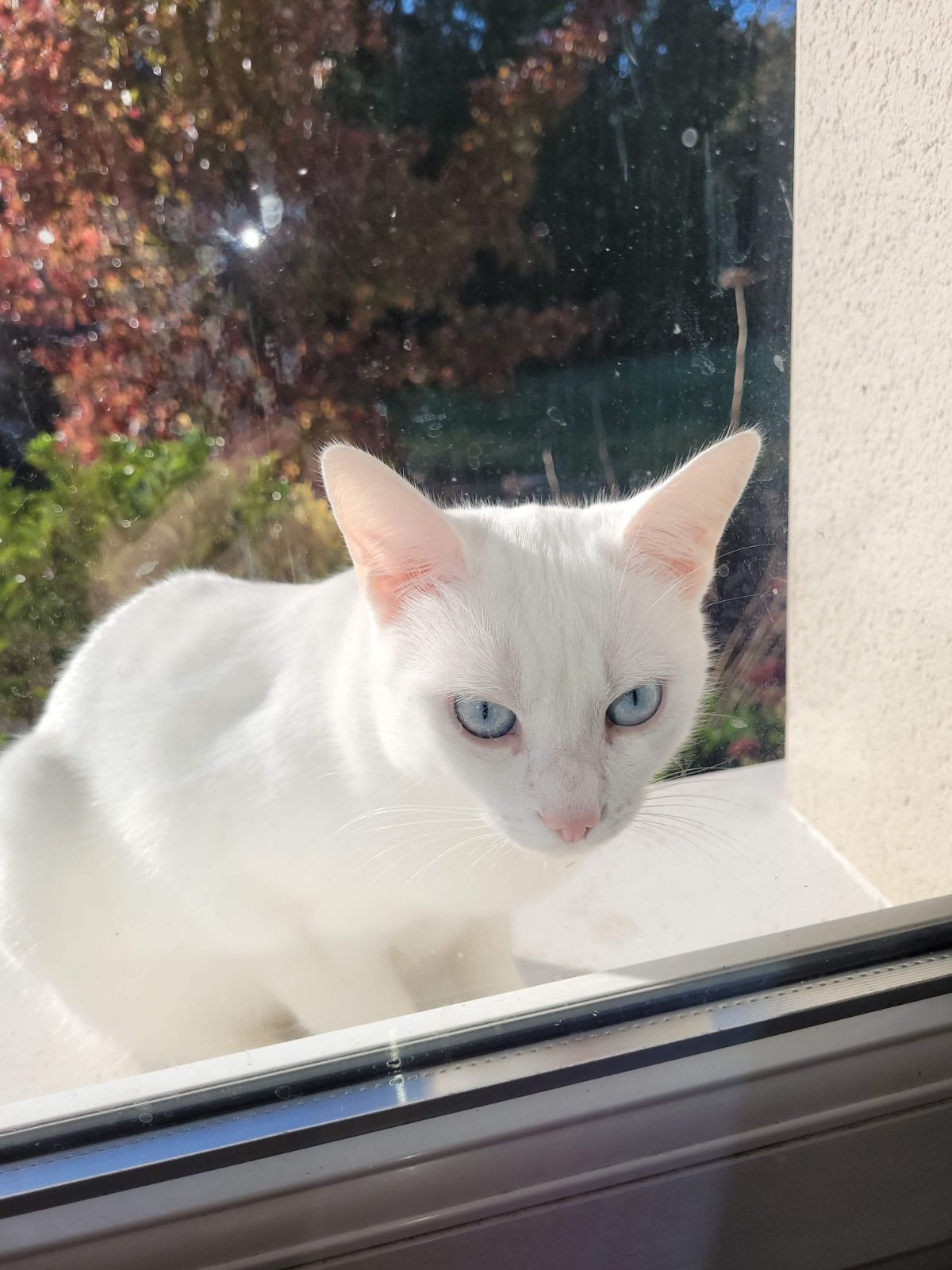 SATAN  - La Tuillerie, Tercé