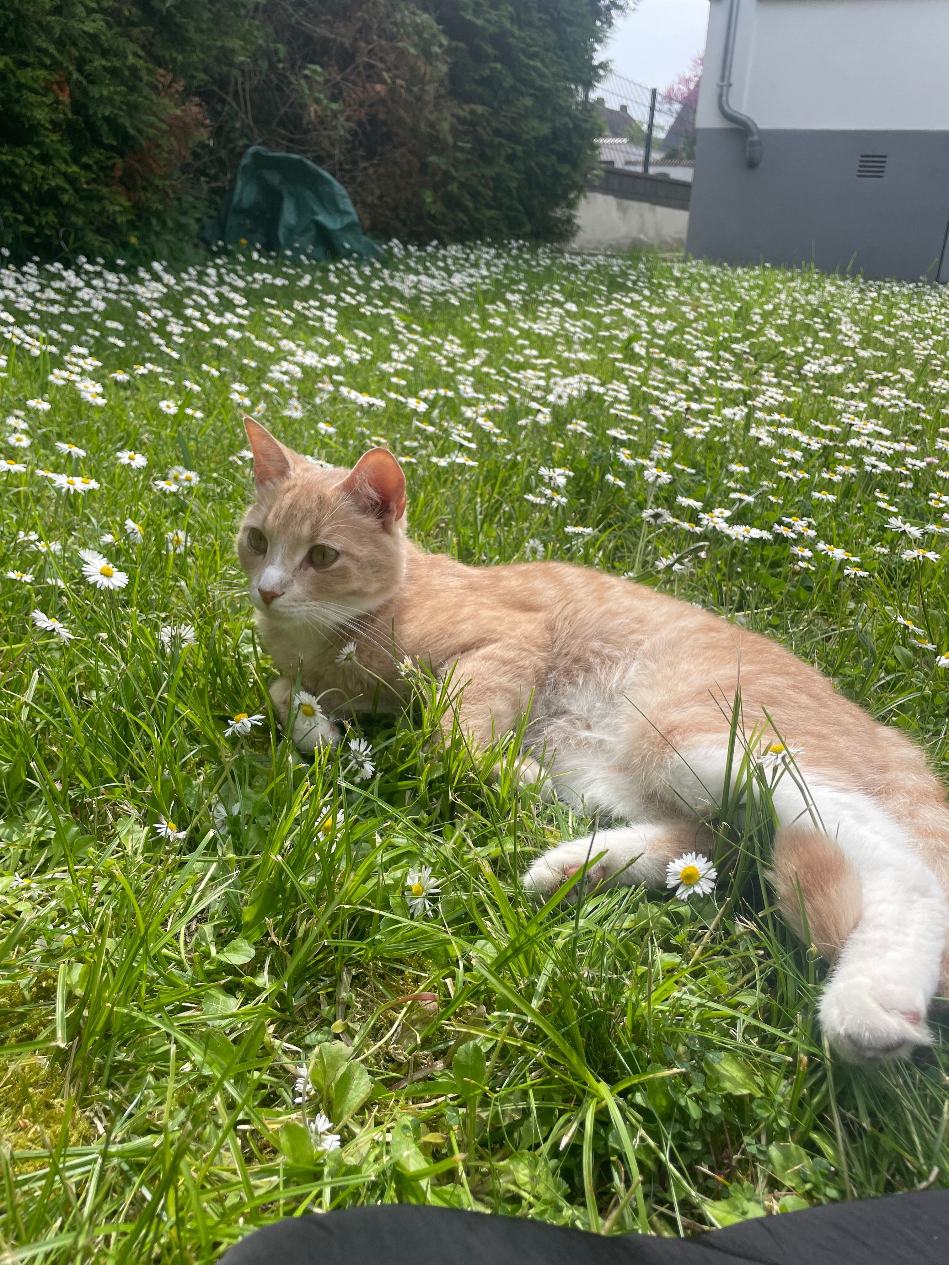 Apollo - Ringstraße, Bad Kreuznach