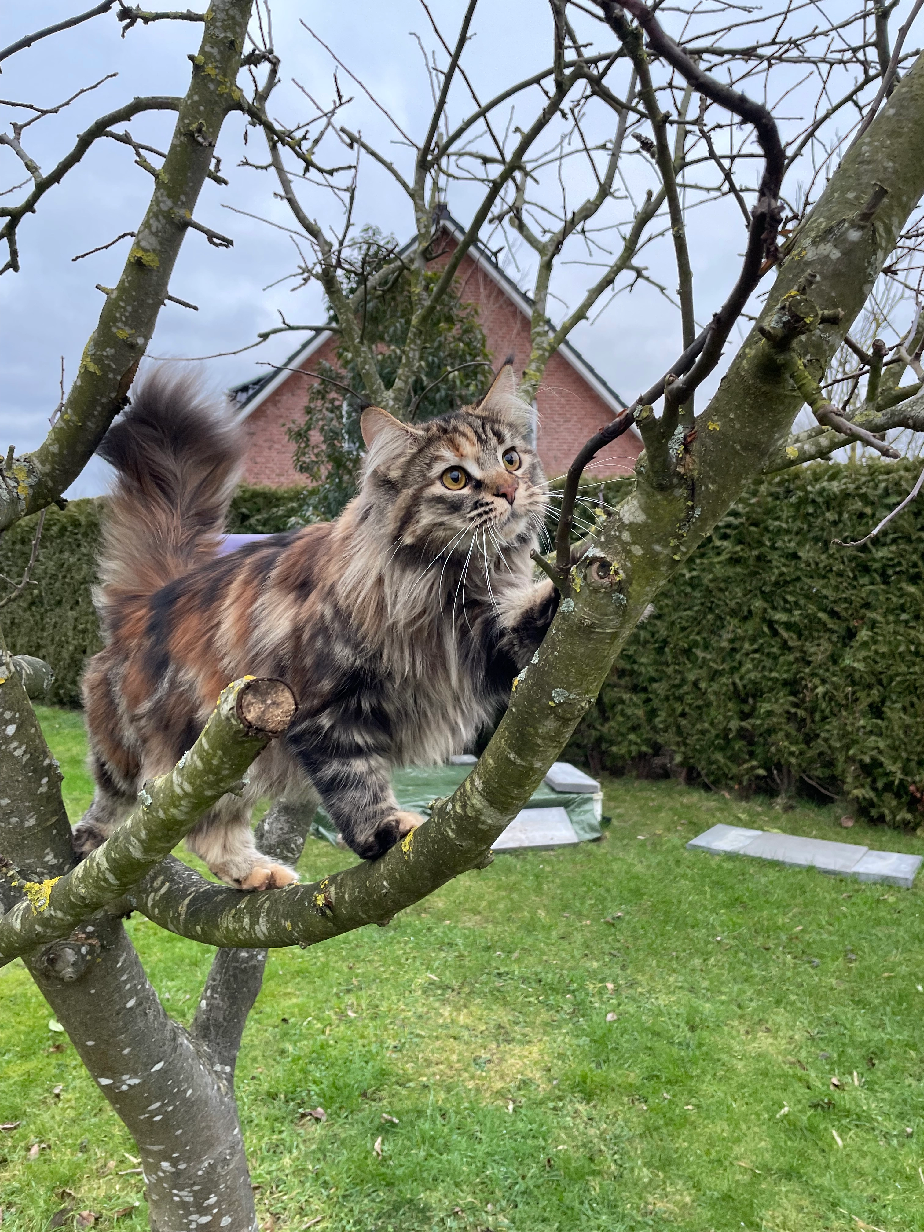 Tiffy - Im Dorf 18, Heede