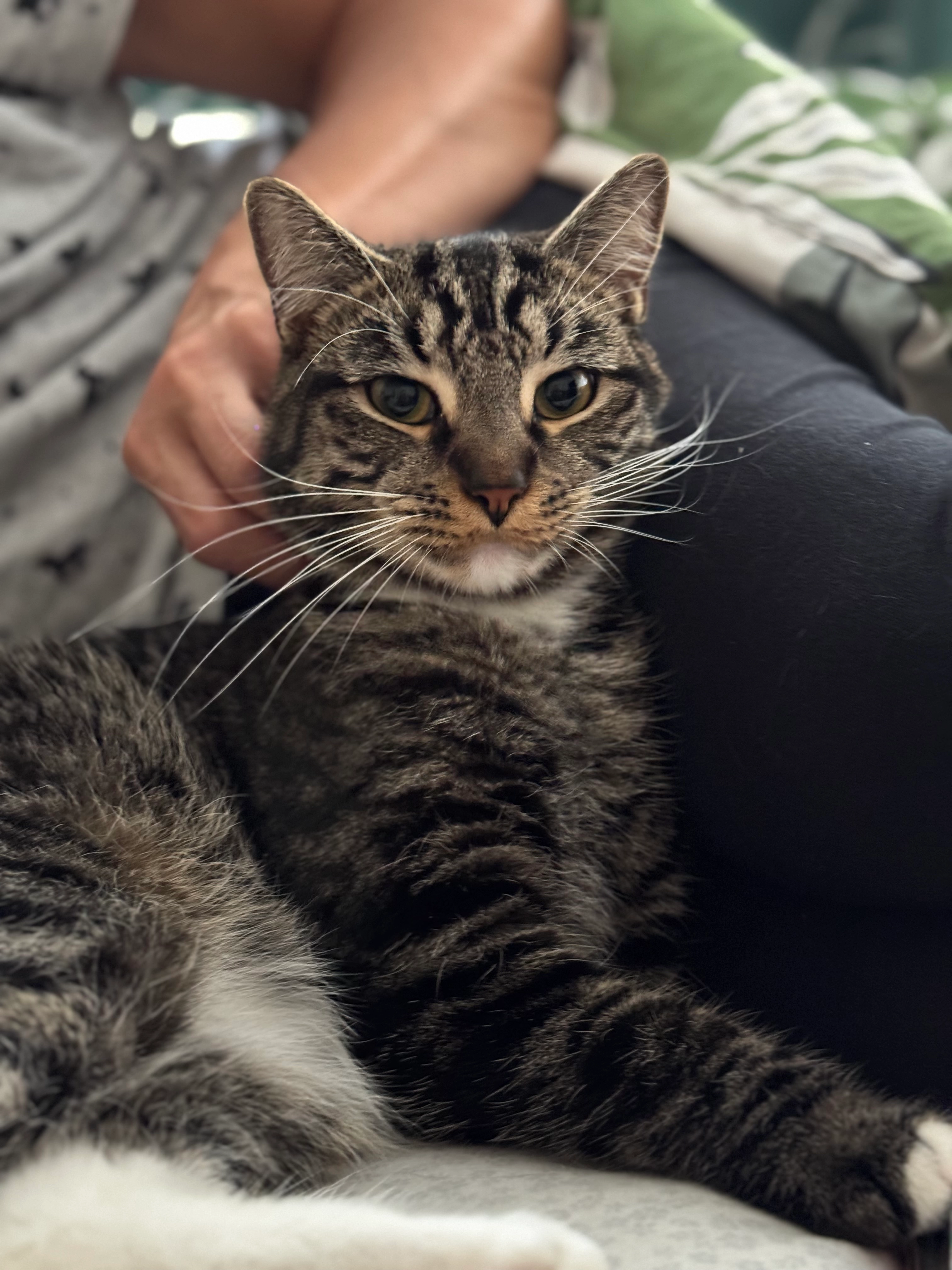 Meskis - Woodville Road, Boston