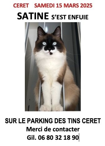 Missing Cat - Rue Des Tins, Céret